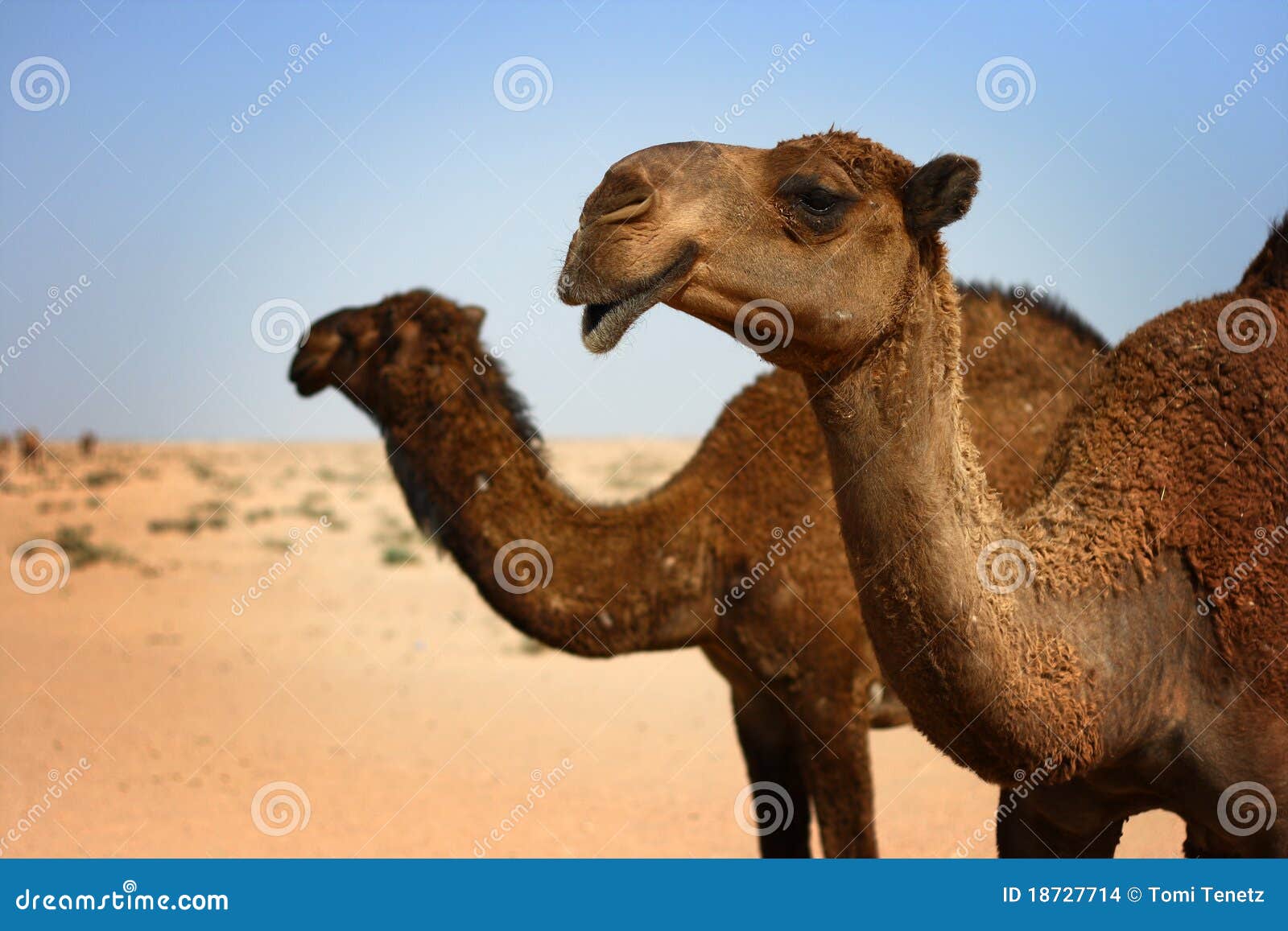 Kuwait Camels in desert stock photo. Image of gulf, arabic 18727714