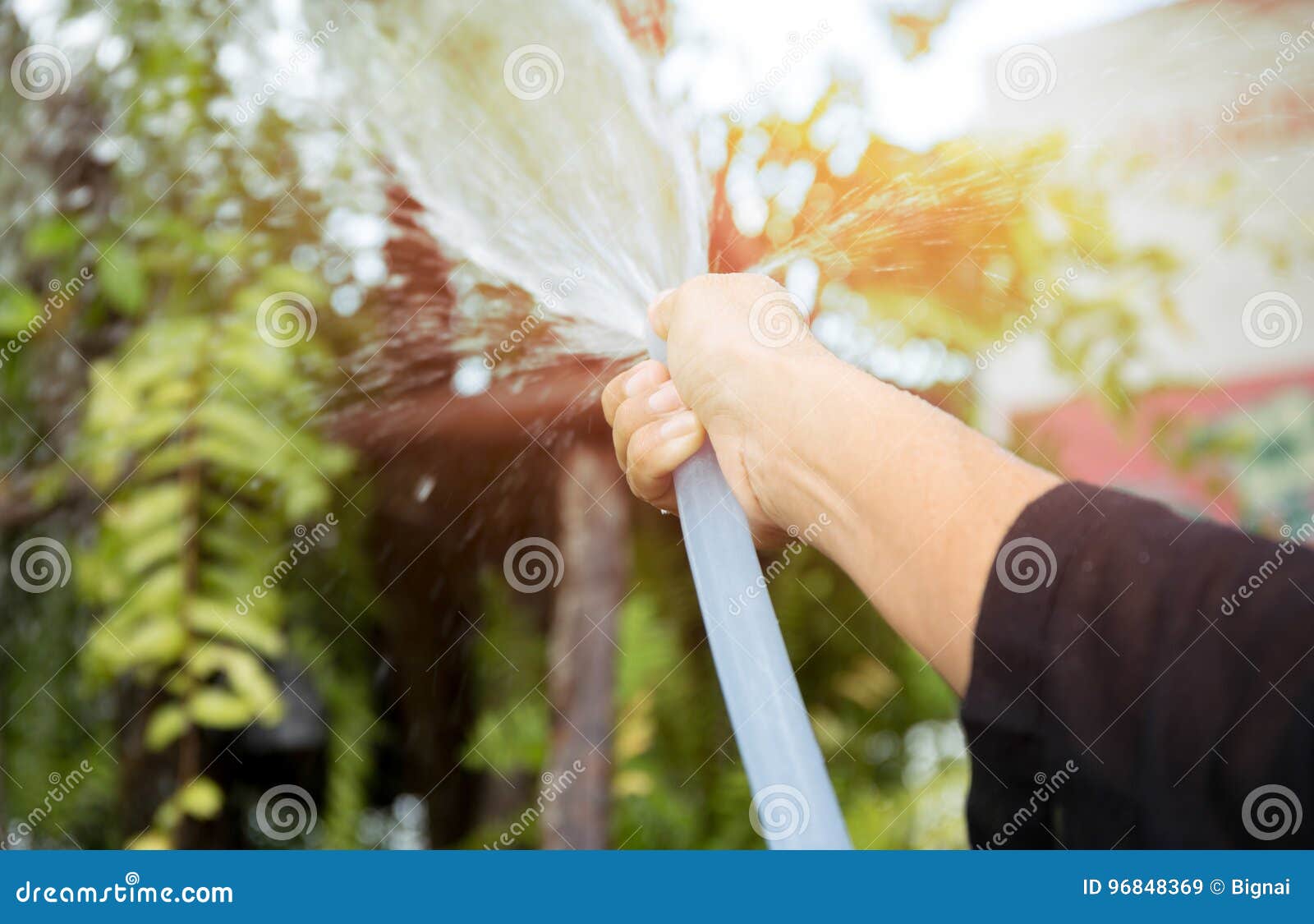 Kvinna som bevattnar trädgården med vatten för trädgårds- slang i sommar