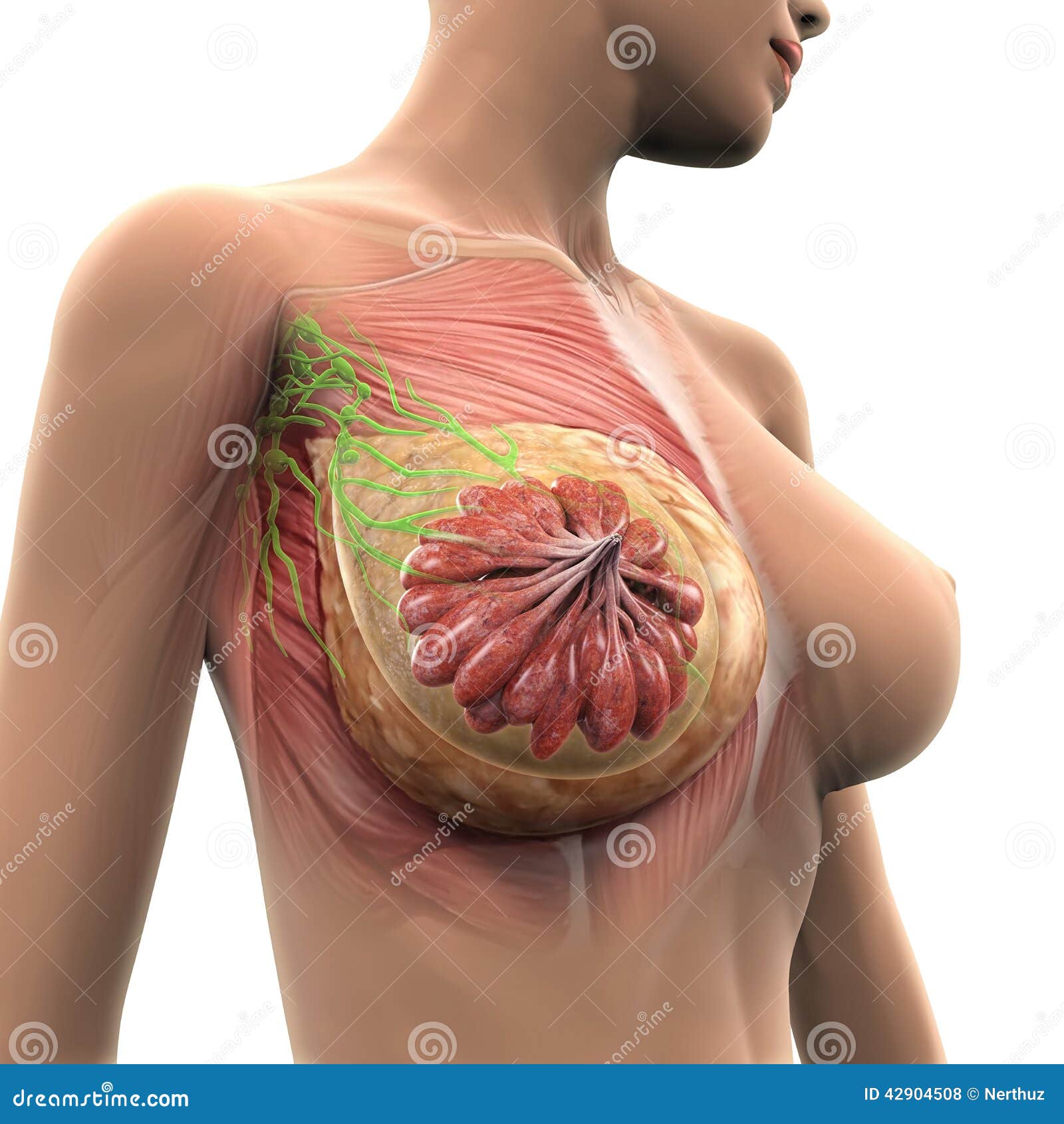Kvinnlig Brostanatomi Stock Illustrationer Illustration Av Anatomical