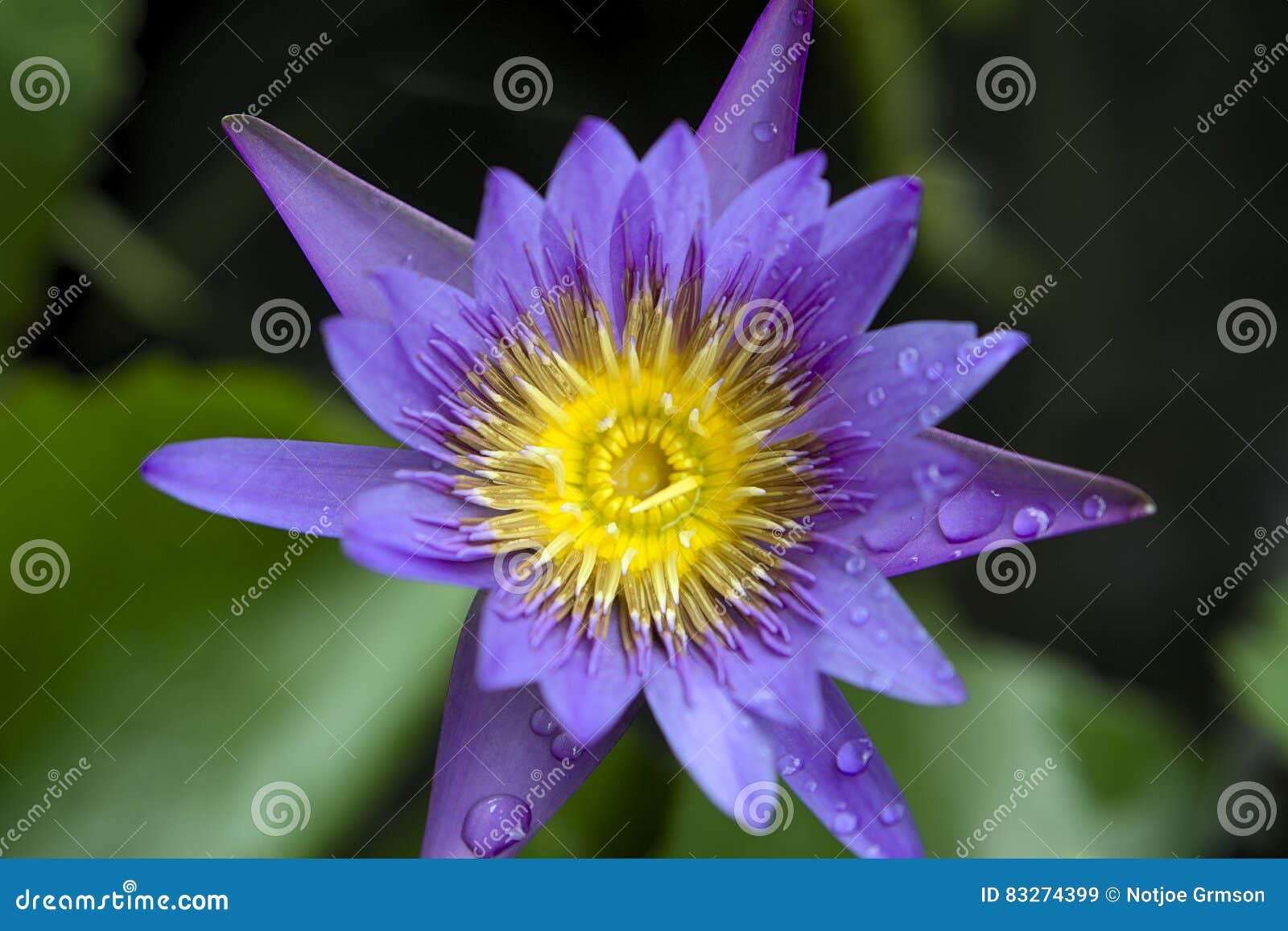 Kwiatu purpurowy biały, żółty i. Kwitnie purpurowy żółty z czarnym tłem i białego