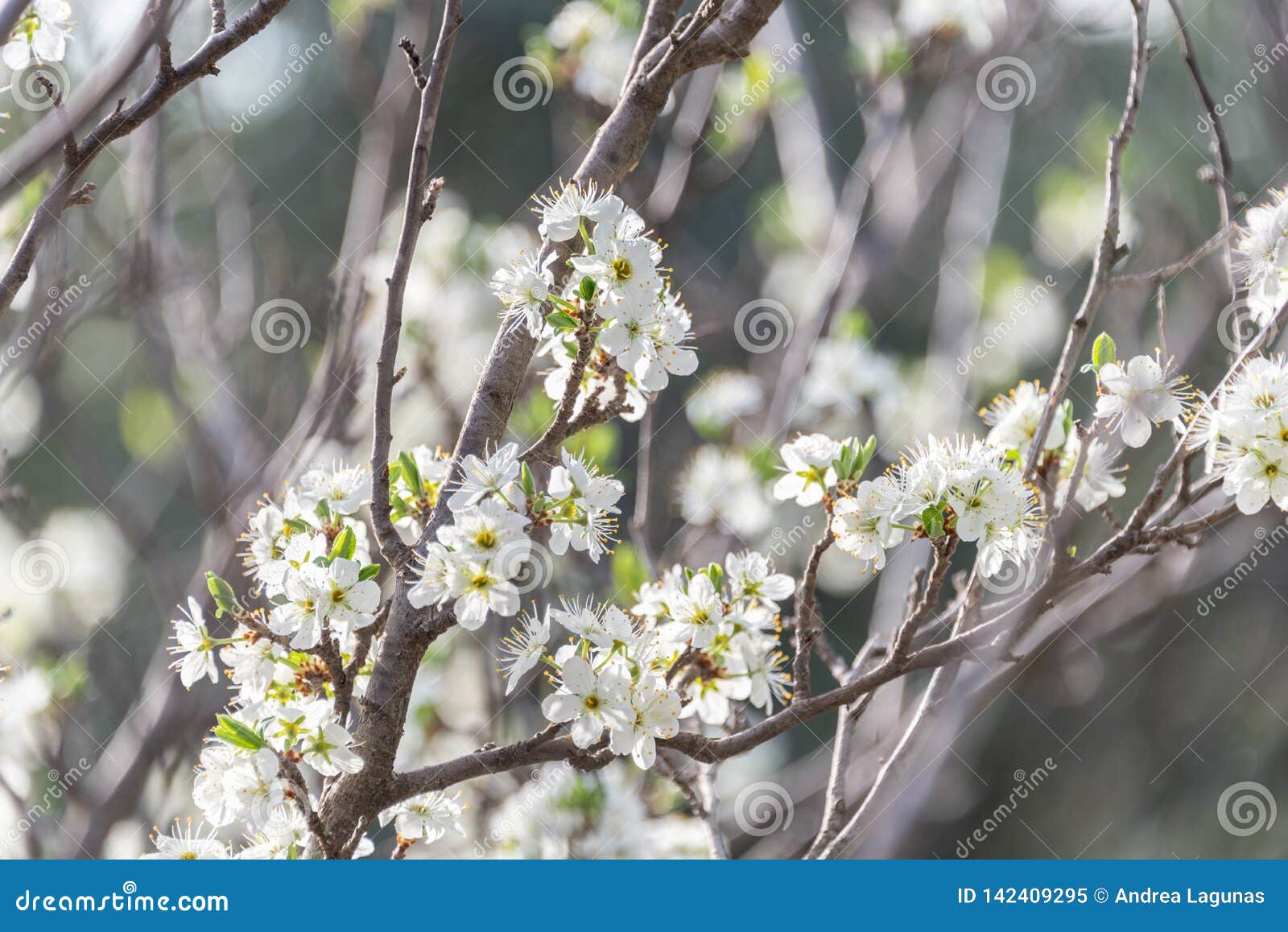 Kwiaty okwitnięcia śliwkowy drzewo w polu