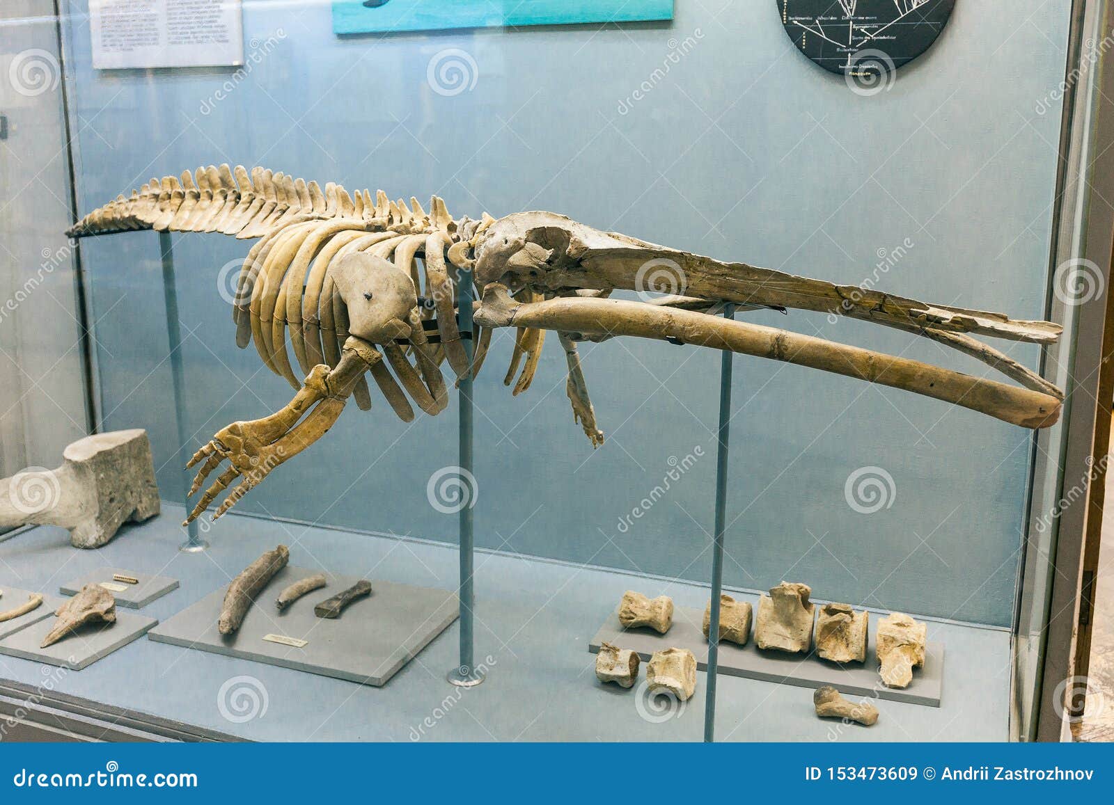KYIV, UKRAINE - JUNE 16, 2018: National Museum of Natural Sciences of Ukraine. Fossil Age Sea Animal, Archaeology Bones Editorial Stock Image - Image of mineral, history: 153473609 KYIV, UKRAINE - JUNE 16, 2018: National Museum of Natural Sciences of Ukraine. Fossil Age Sea Animal, Archaeology Bones Editorial Stock Image - Image of mineral, history: 153473609