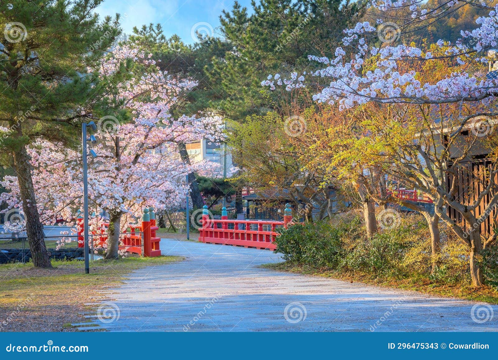 Prefectural Uji Park with Full Bloom Cherry Blossom is the Symbol of ...