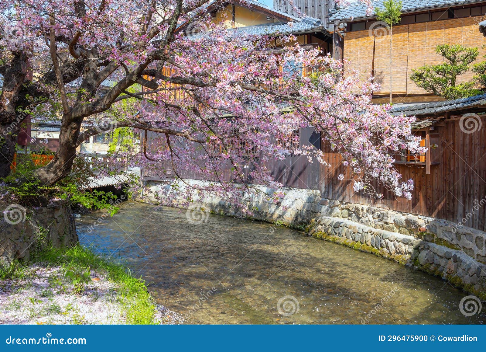 beautiful full bloom cherry blossom at shinbashi dori in kyoto, japan