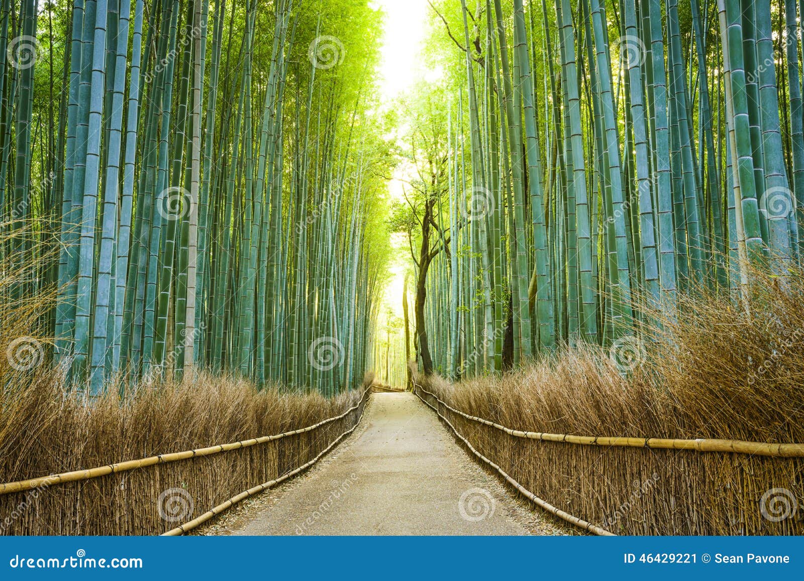 kyoto, japan bamboo forest