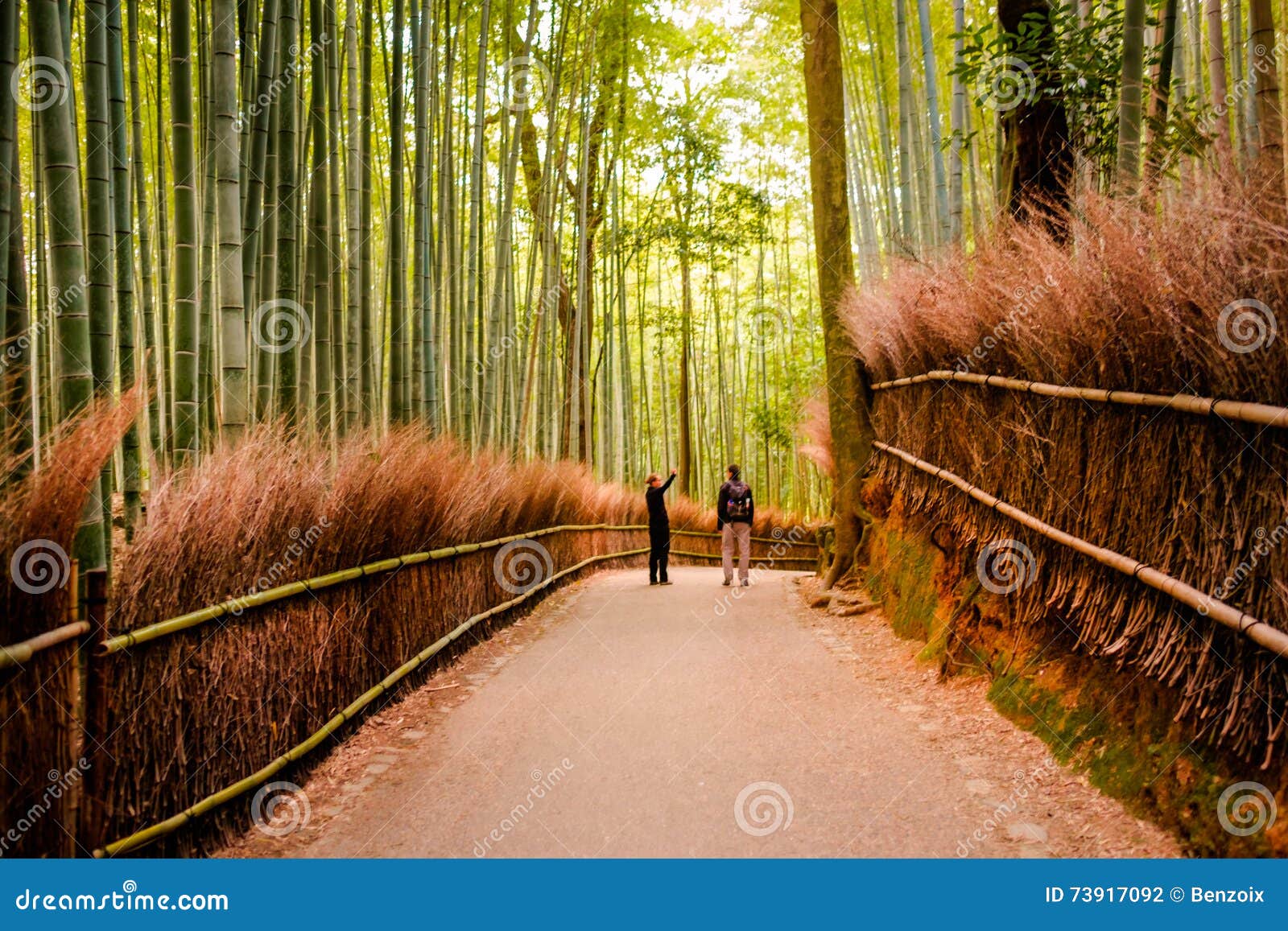 Kyoto Japan November 12 The Path To Bamboo Forest In Kyoto Editorial Photography Image Of Bright Path