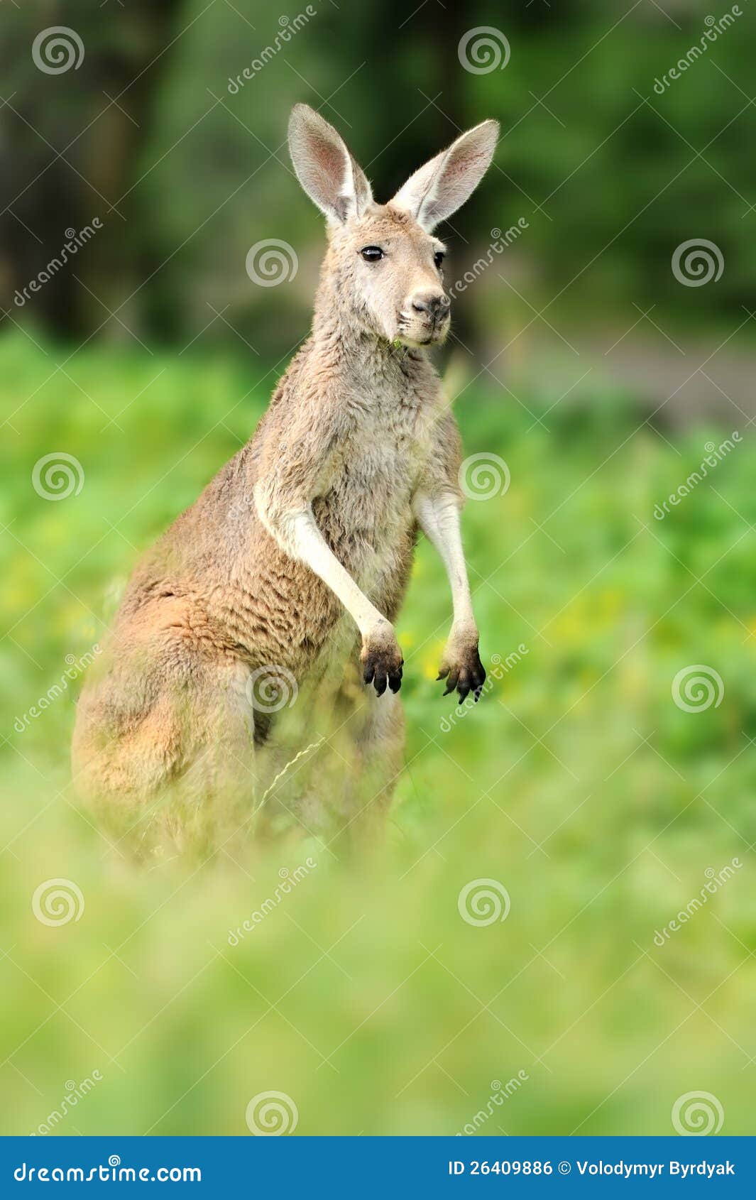 Roter Känguru (Macropus rufus) stillstehend auf dem Gras