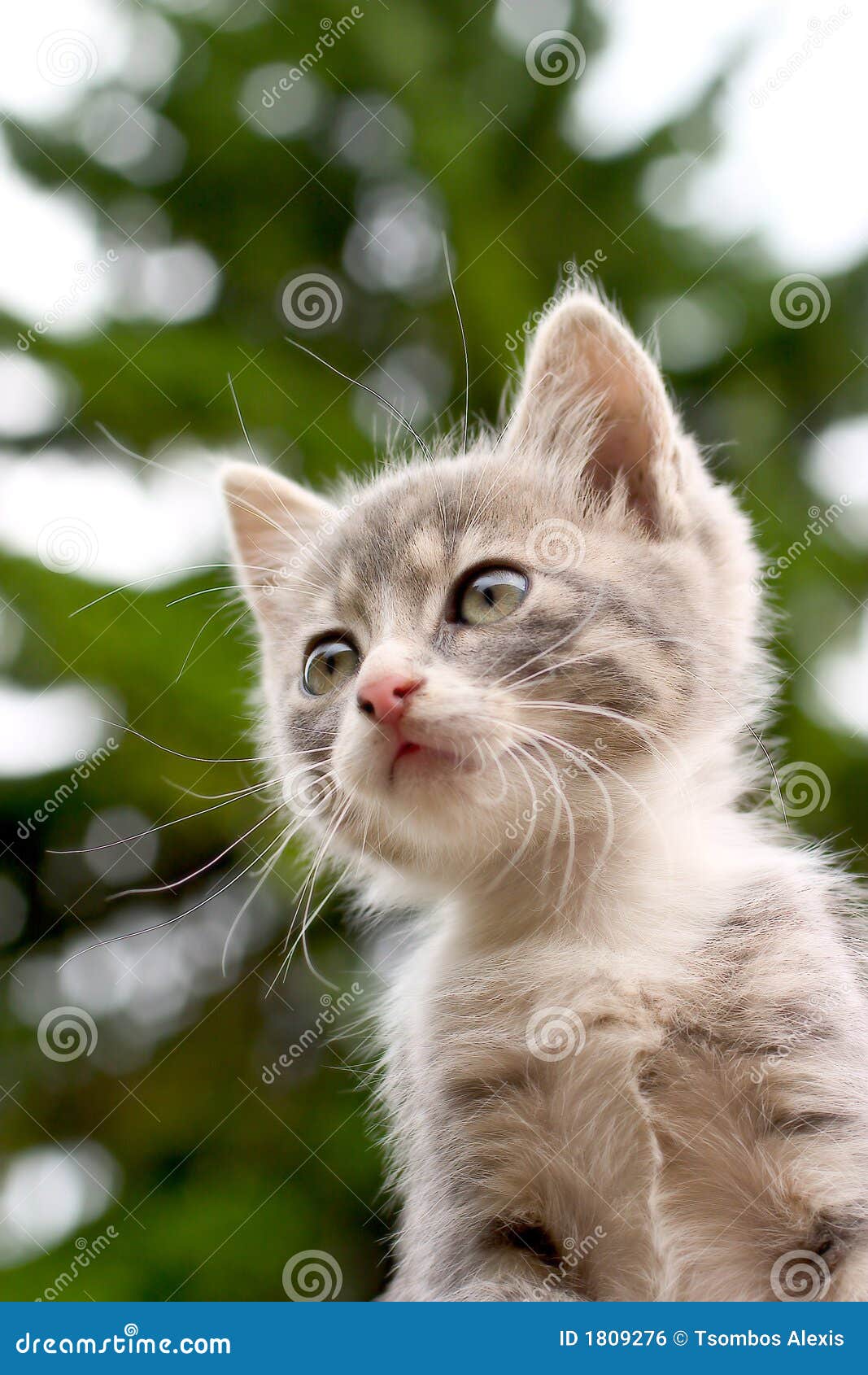 Kätzchen und Baum. Kleine Miezekatze in der Natur