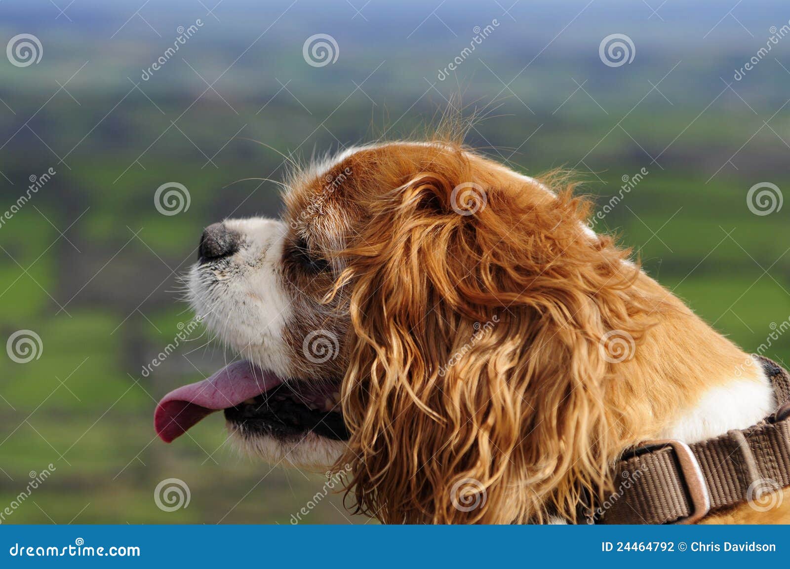 König Charles Spaniel an der Gebläsegebirgsspitze der Feder-Y