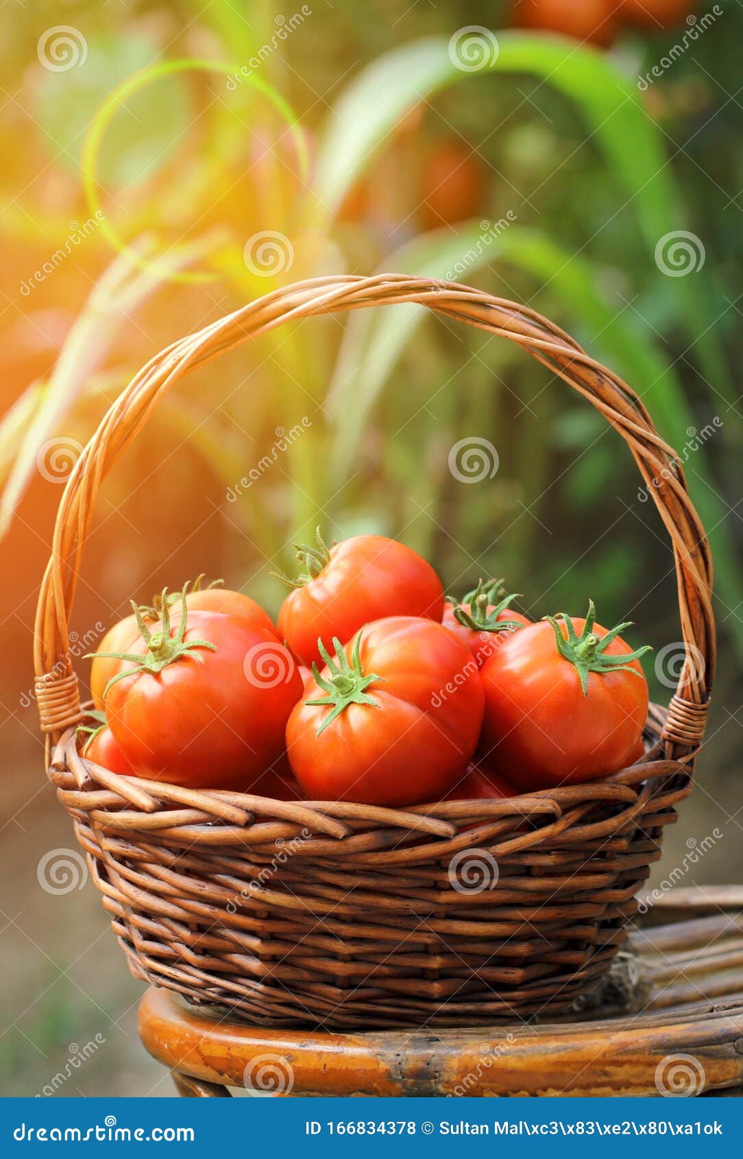 Körbchen mit frischen, roten Tomaten und Garten. Reife rote Tomaten und unreife grüne Tomaten auf dem Ast im Garten