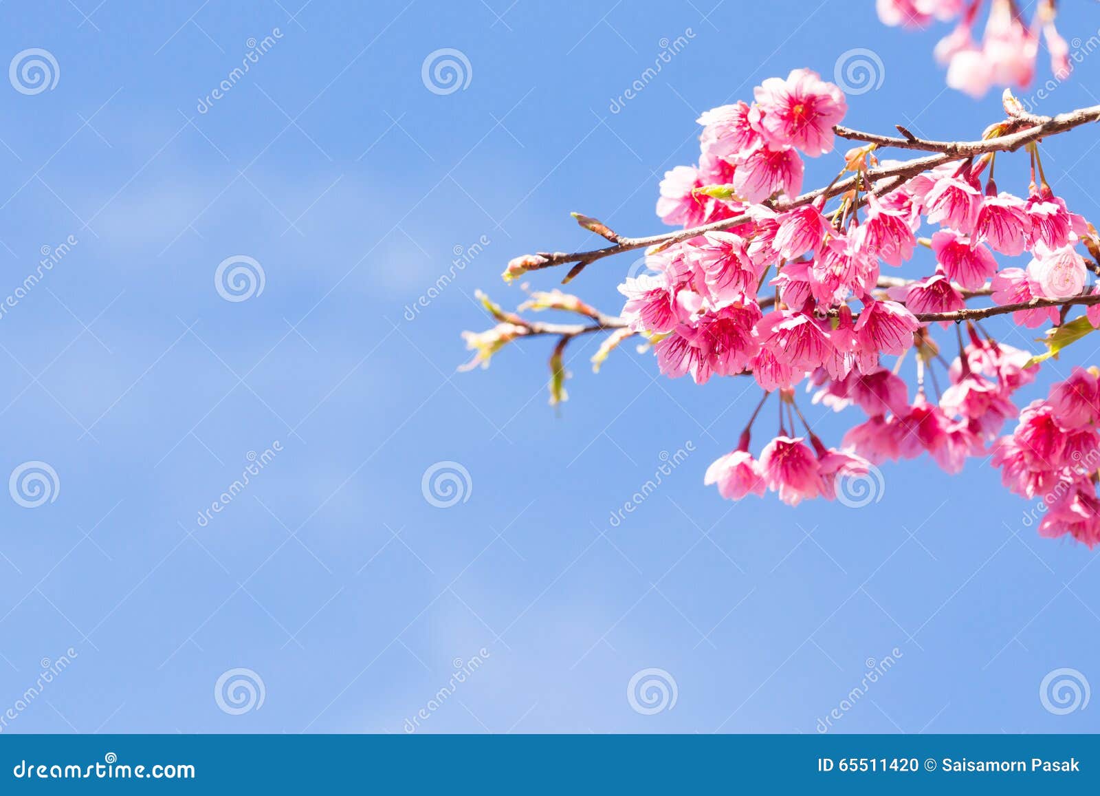 Körsbärsröd blomning, Chiang Mai, Thailand. Blomrosa färgen för den körsbärsröda blomningen blommar med moln och blå himmel, Chiang Mai, Thailand