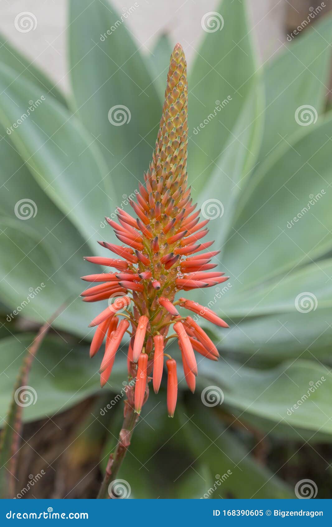 Lágrima De Flores De Agave Con Flores De Naranja Rojizo Delante De Hojas Y Capuchas Verdes Imagen de archivo - Imagen de desierto, flor: 168390605 Lágrima De Flores De Agave Con Flores De Naranja Rojizo Delante De Hojas Y Capuchas Verdes Imagen de archivo - Imagen de desierto, flor: 168390605
