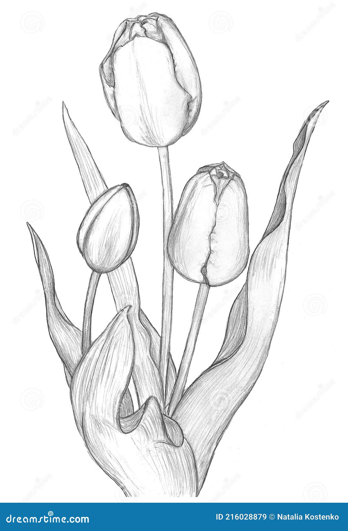 Lápiz Dibujo Flores Tulipanes Stock de ilustración - Ilustración de arte,  envolver: 216028879