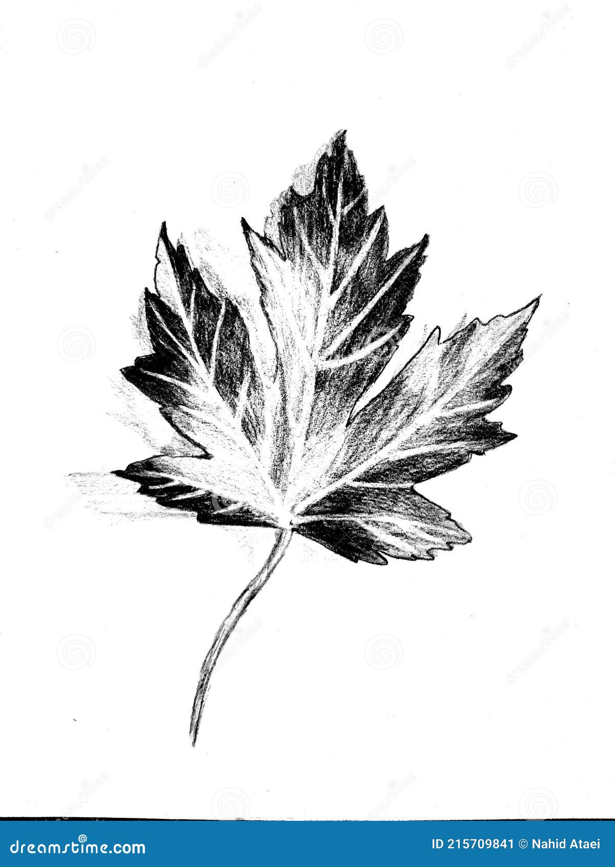 Lápiz Negro Técnica Dibujo Hoja Seca Imagen de archivo - Imagen de ardiente, barbilla: 215709841 Lápiz Negro Técnica Dibujo Hoja Seca Imagen de archivo - Imagen de ardiente, barbilla: 215709841