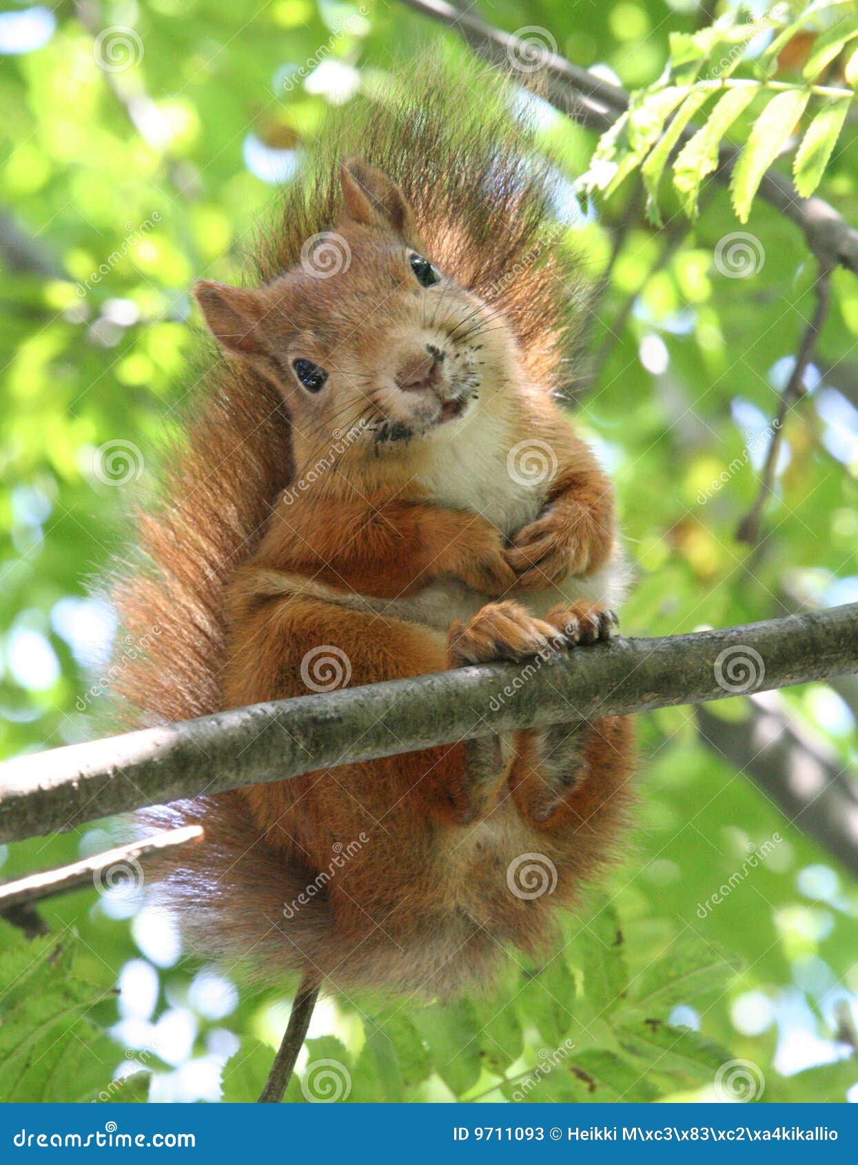 34 eichhörnchen bilder kostenlos  besten bilder von