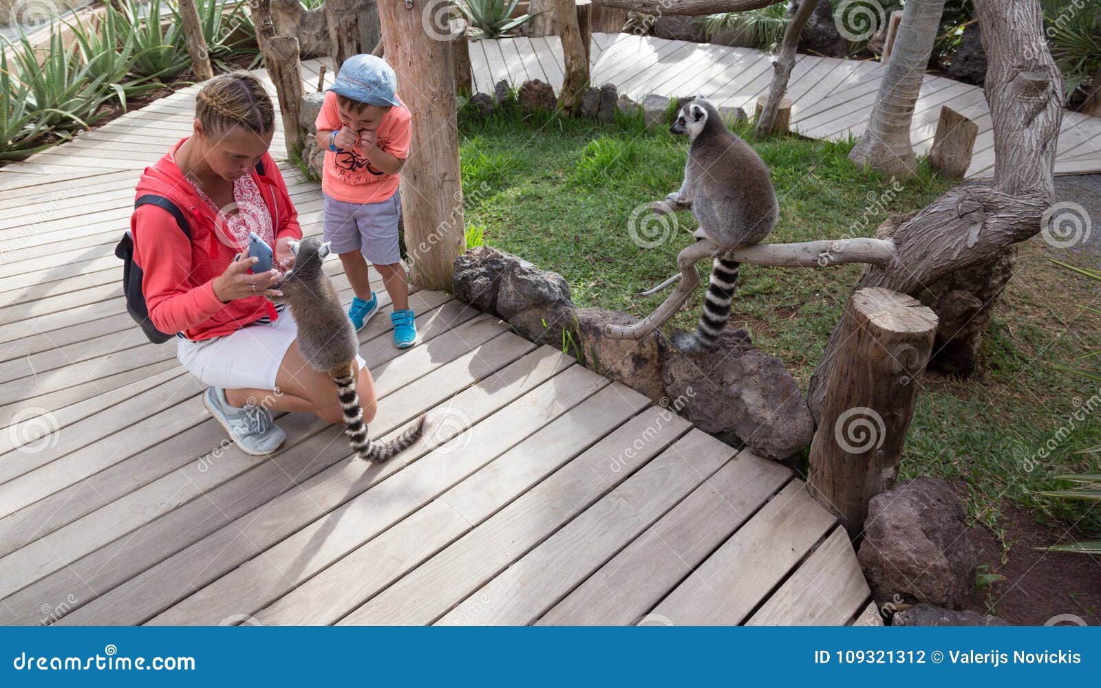 Lémur Petite Afrique Mammifère Animale Drôle Avec Des