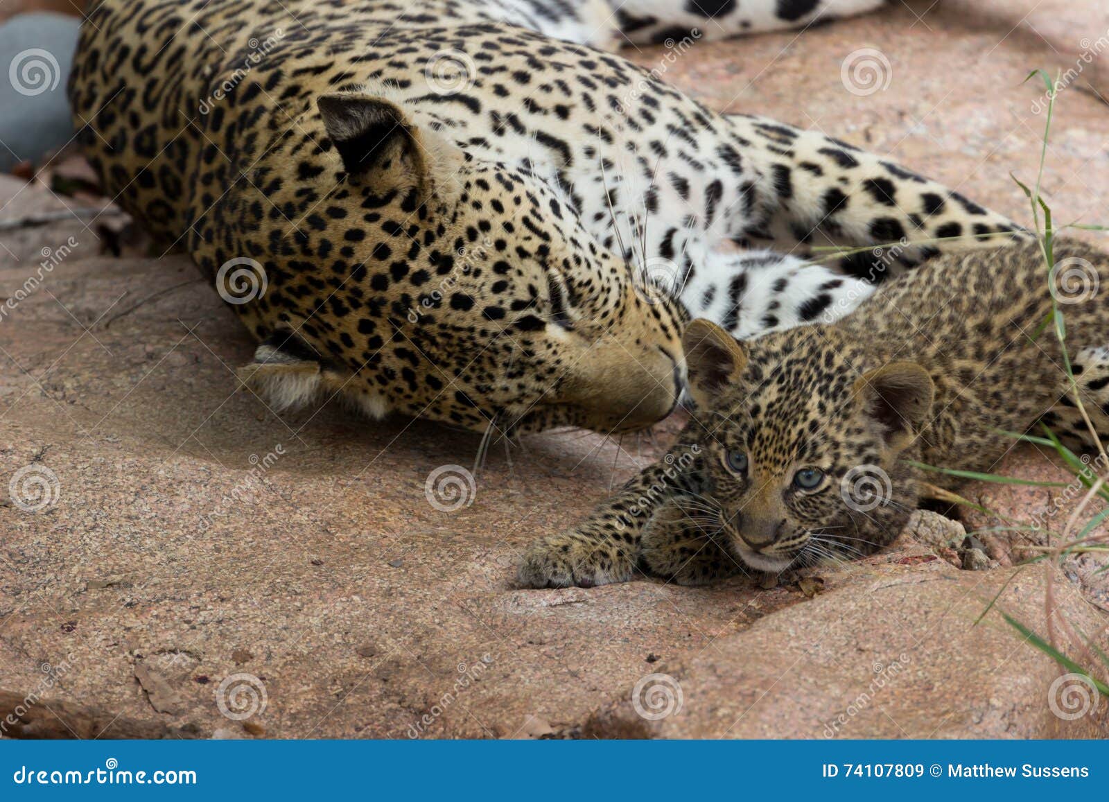 Leopard De Mere Et De Bebe Image Stock Image Du Mere
