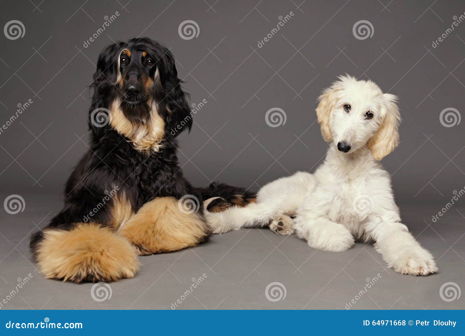 Levrier Afghan Mignon Avec Le Chiot Photo Stock Image Du Mignon Fourrure Levrier Afghan Mignon Avec Le Chiot Photo Stock Image Du Mignon Fourrure