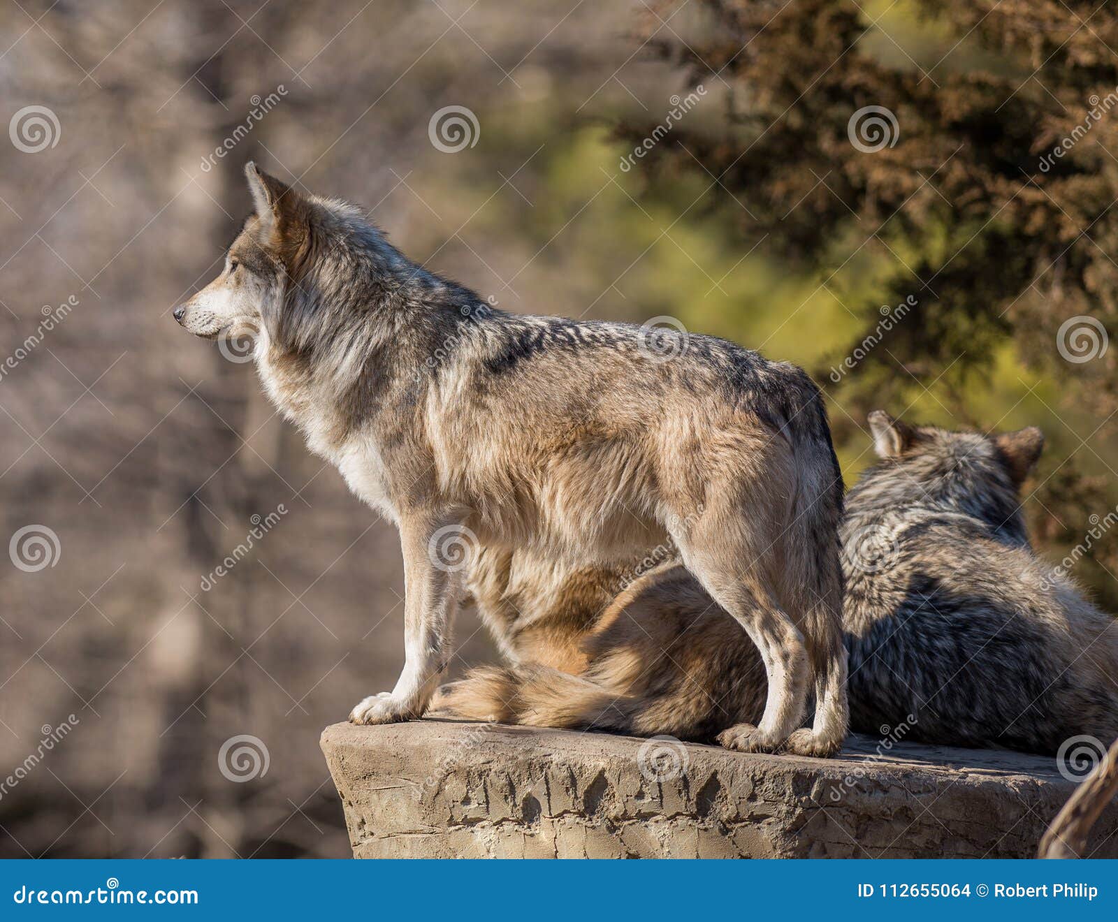 Líder De La Manada De Lobos Que Busca La Presa En El Parque Zoológico De  Brookfield Foto de archivo - Imagen de lobo, madera: 112655064