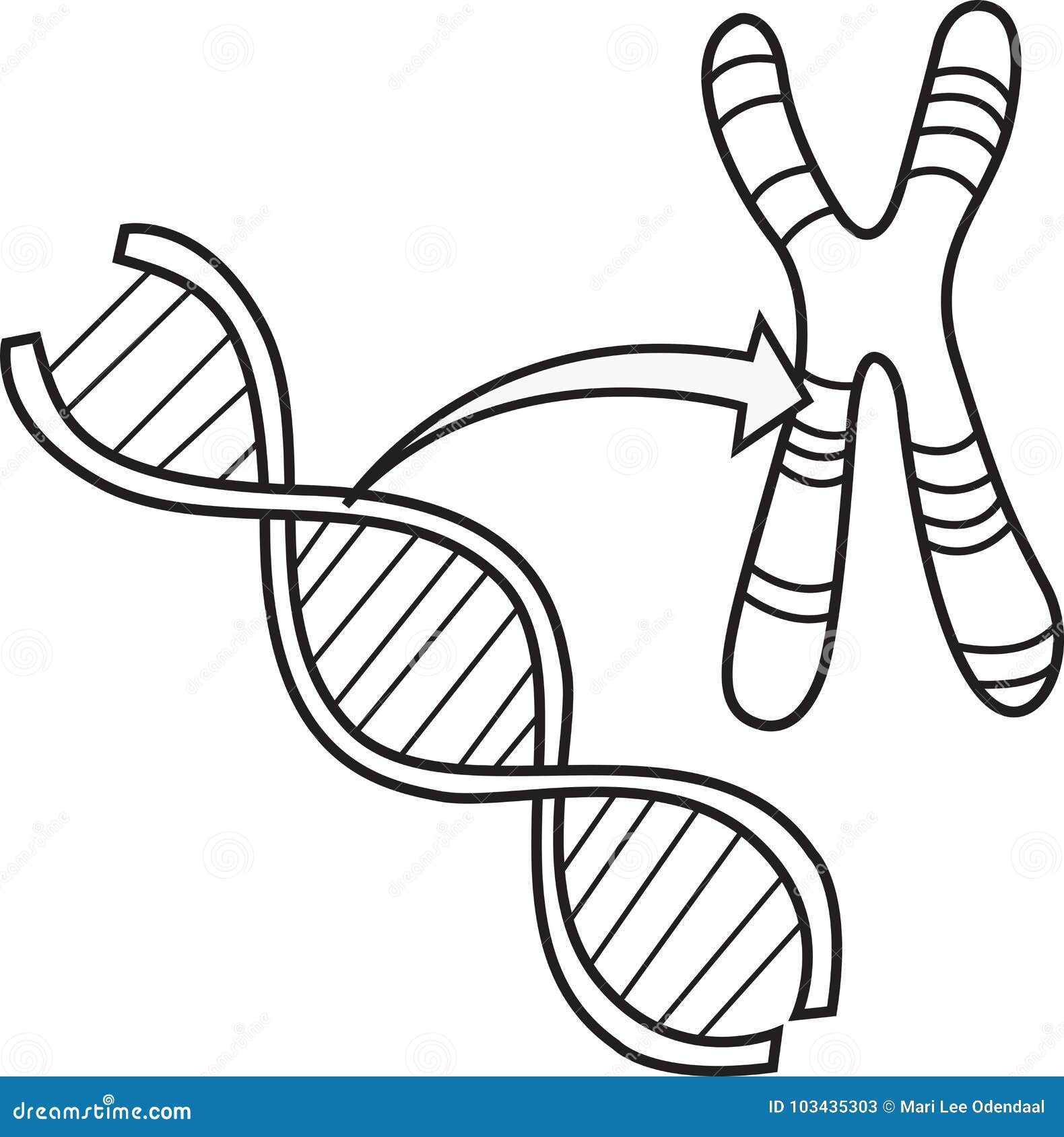 Línea Del Vector De La DNA Y Del Cromosoma Ilustración del Vector -  Ilustración de genotipo, vida: 103435303