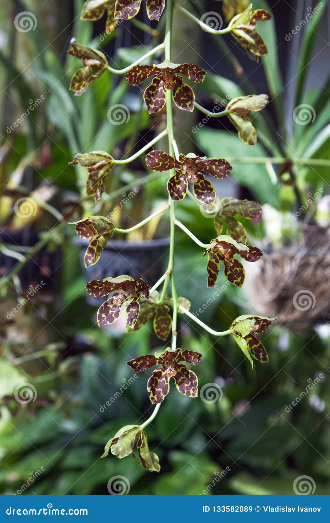 Línea Vertical De Las Orquídeas De Oncidium En Jardín Tropical Imagen de  archivo - Imagen de vertical, solar: 133582089