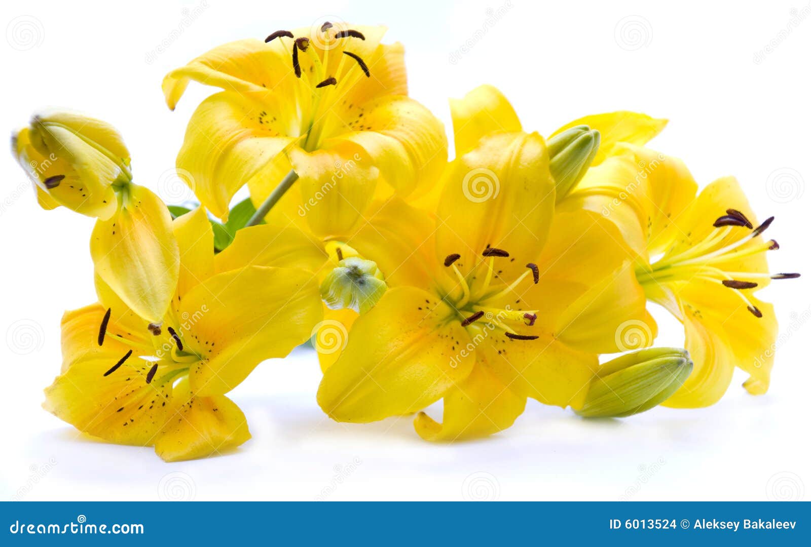 Lírio amarelo foto de stock. Imagem de florista, buquê - 6013524
