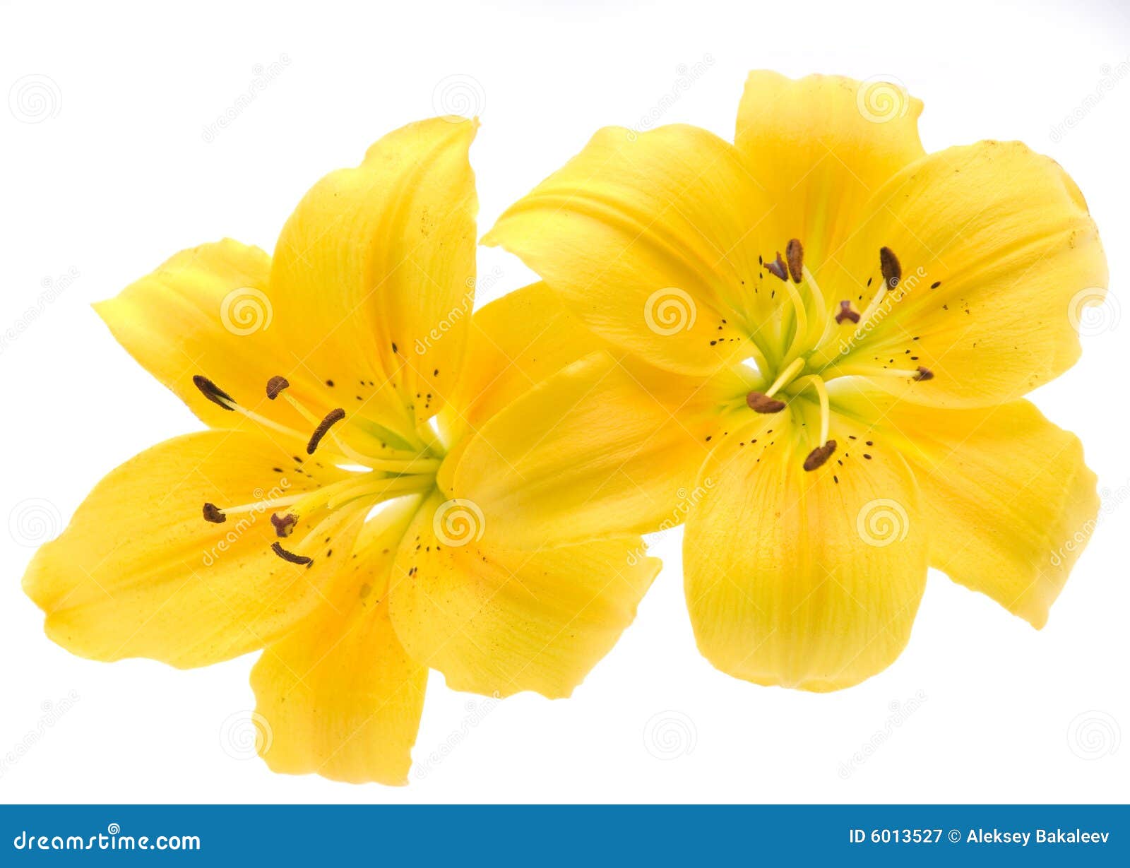 Lírio amarelo imagem de stock. Imagem de florista, isolado - 6013527