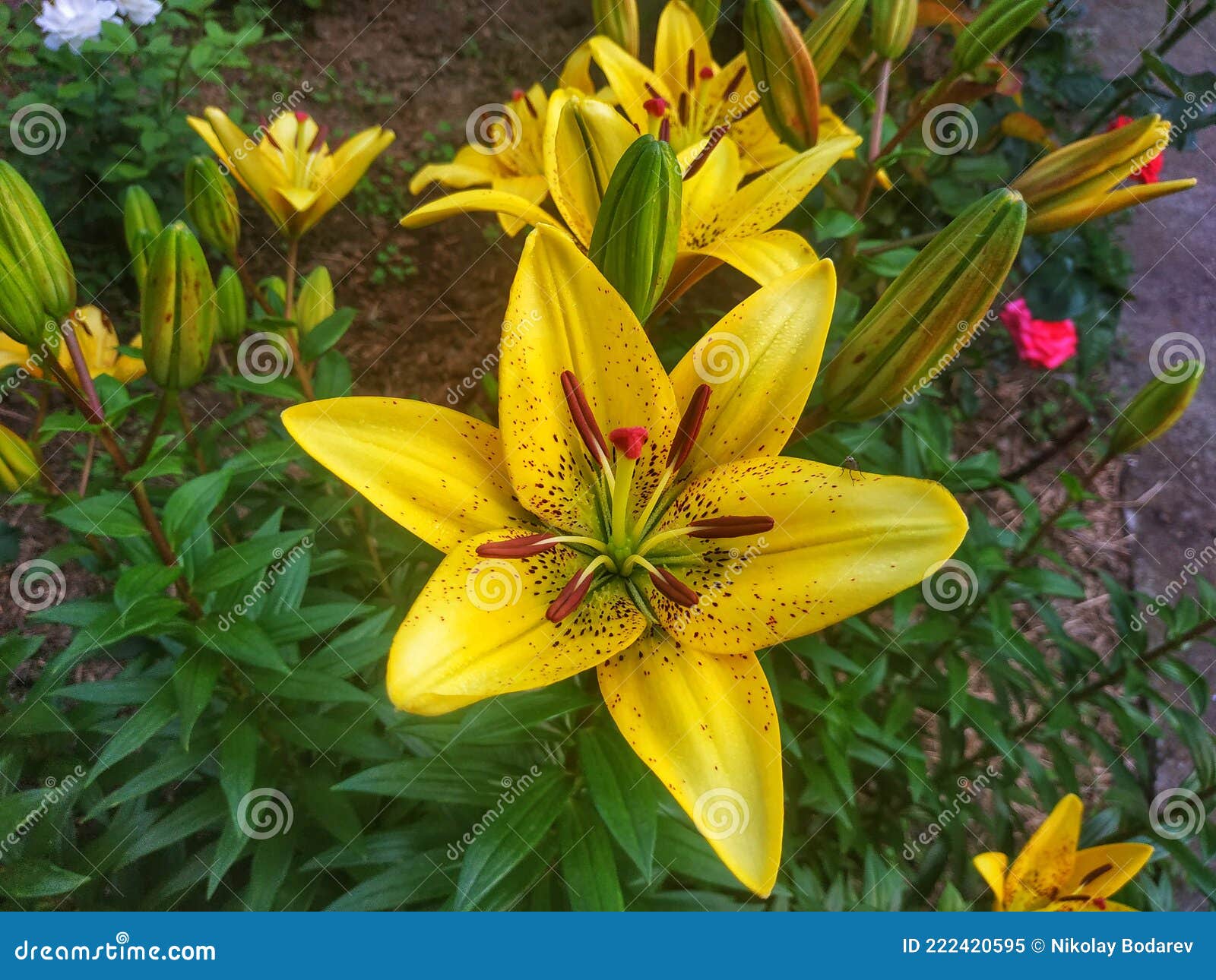 Lírio amarelo de jardim imagem de stock. Imagem de flor - 222420595