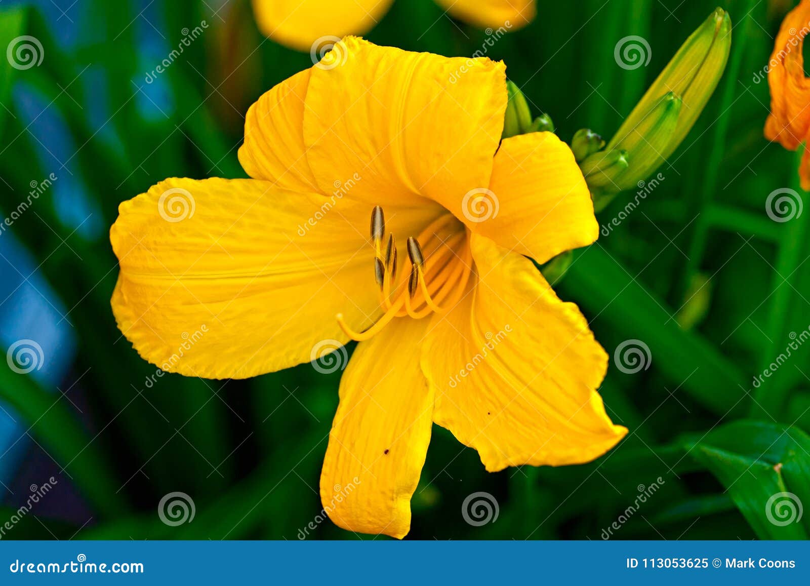 Lírio Amarelo Do Jardim E De Diversas Flores Fechadas Imagem de Stock -  Imagem de flor, macro: 113053625