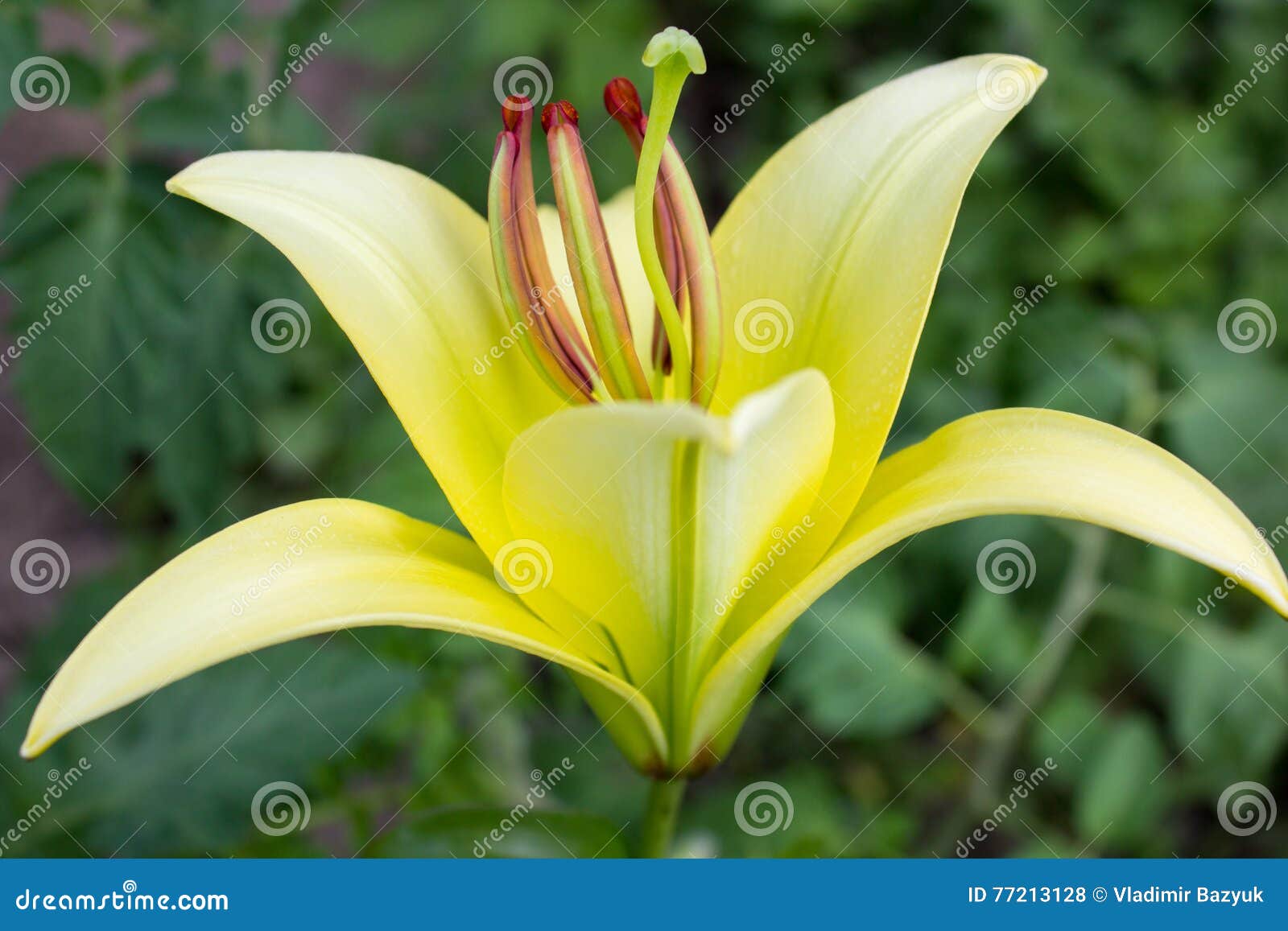 Lírio amarelo no jardim foto de stock. Imagem de pétala - 77213128