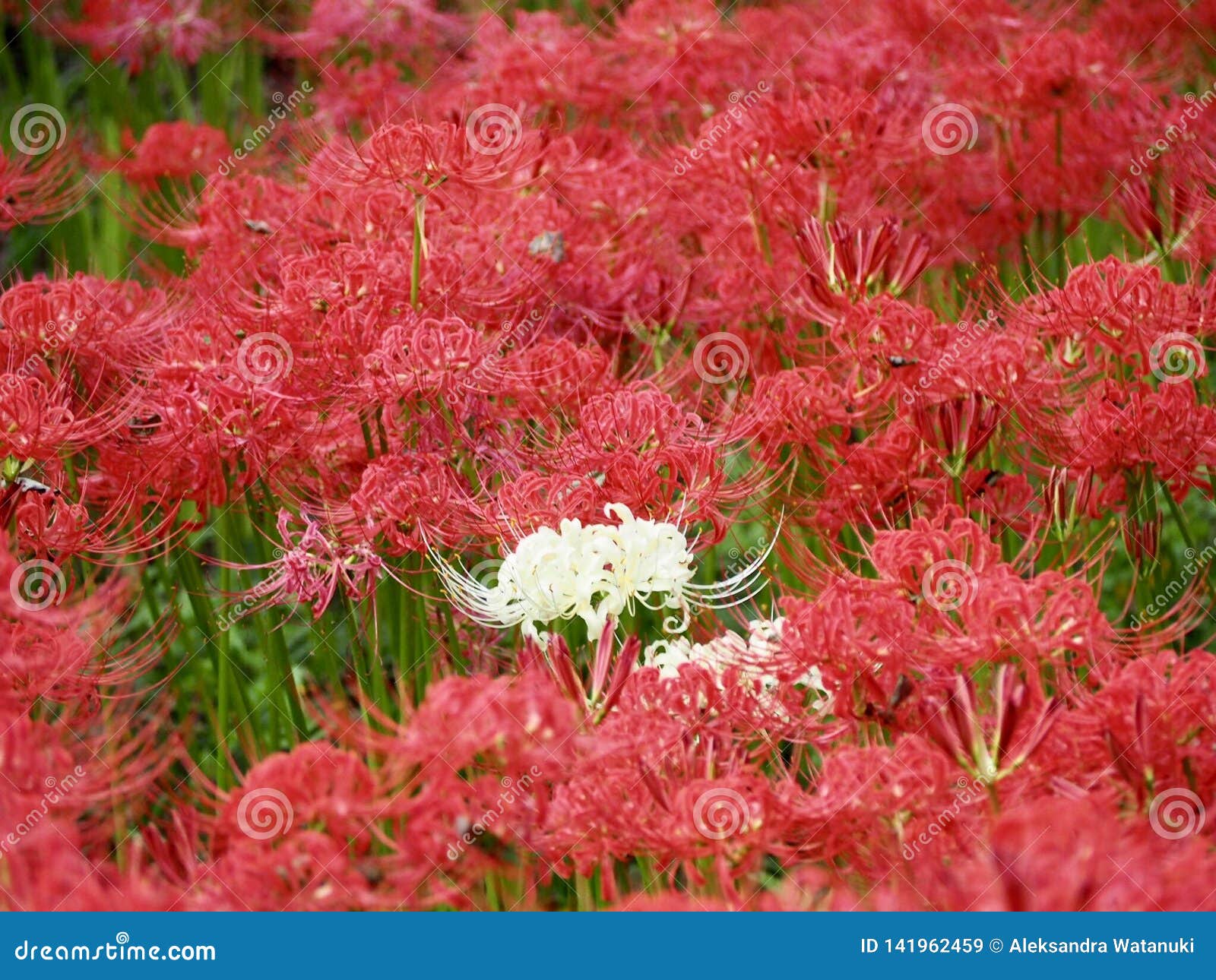 Lírio Da Aranha Vermelha Em Japão Imagem de Stock - Imagem de planta, flor:  141962459