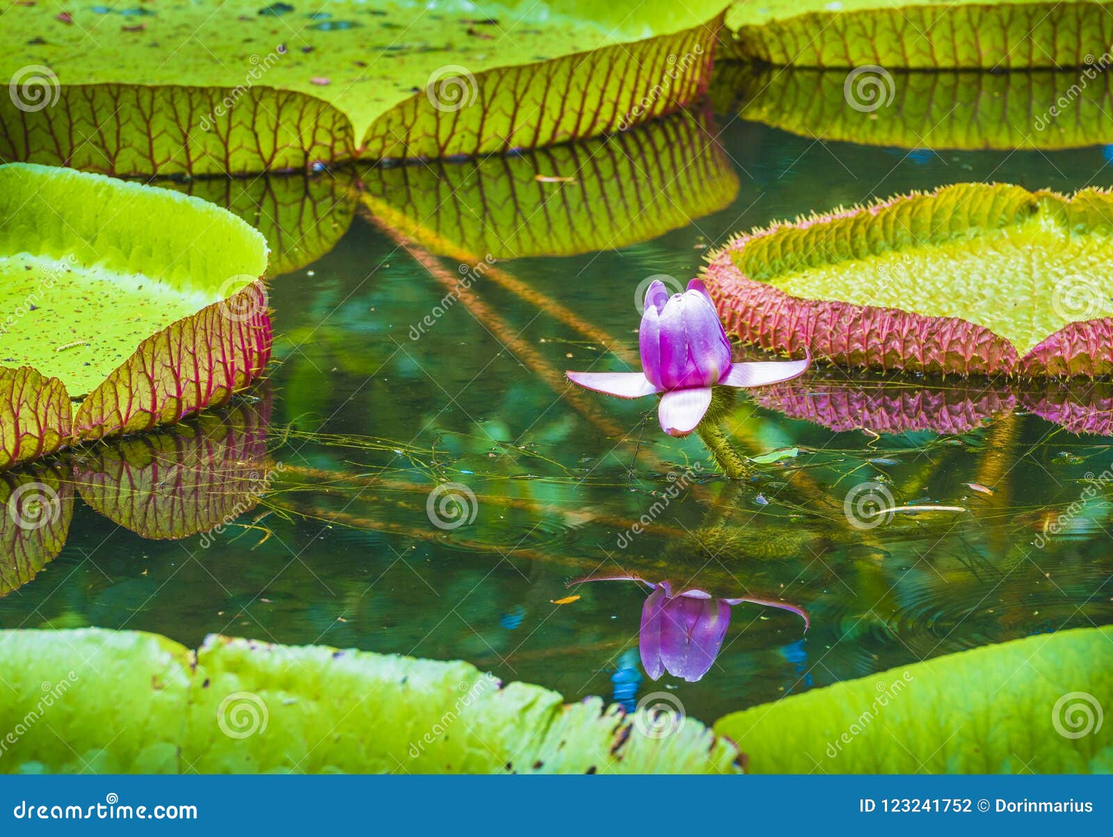 Lírio De água, Planta Da Flor De Lótus Do Amazonica De Victoria Jardim  Botânico De Pamplemousses, Maurícias Foto de Stock - Imagem de folha,  beleza: 123241752