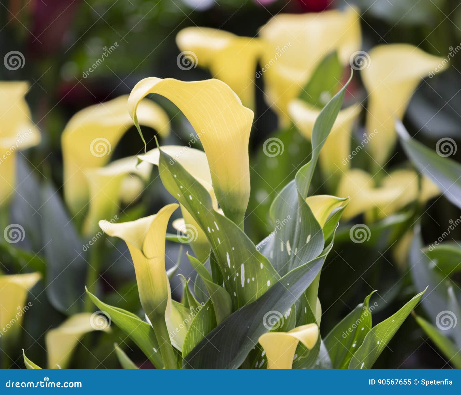 Lírio De Calla Amarelo Na Flor Imagem de Stock - Imagem de floral,  colorido: 90567655