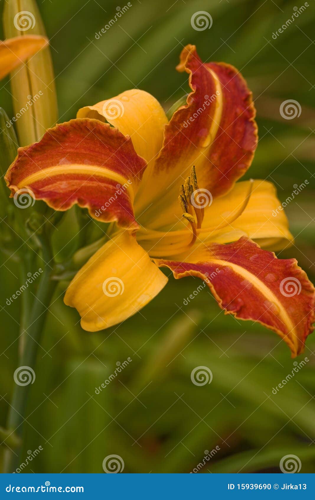 Lírio Vermelho-amarelo foto de stock. Imagem de planta - 15939690