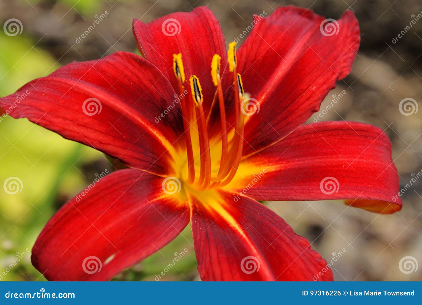 Lírio Vermelho E Amarelo Em Um Jardim Foto de Stock - Imagem de estame,  amarelo: 97316226