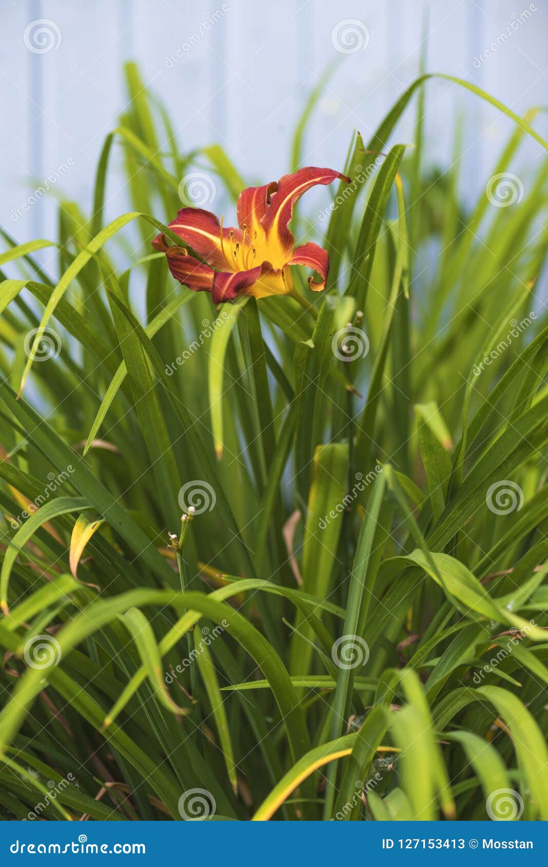 Lírio Vermelho E Amarelo No Jardim Do Verão Imagem de Stock - Imagem de  fundo, jardim: 127153413