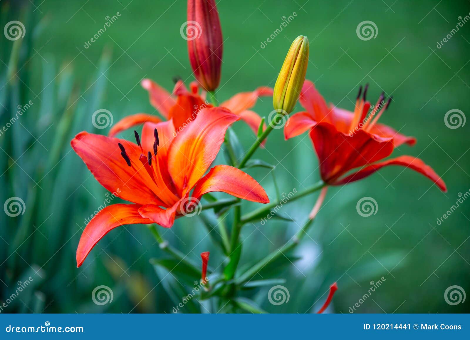 Lírio Vermelho E Amarelo Visto No Pôr Do Sol Imagem de Stock - Imagem de  beleza, americano: 120214441