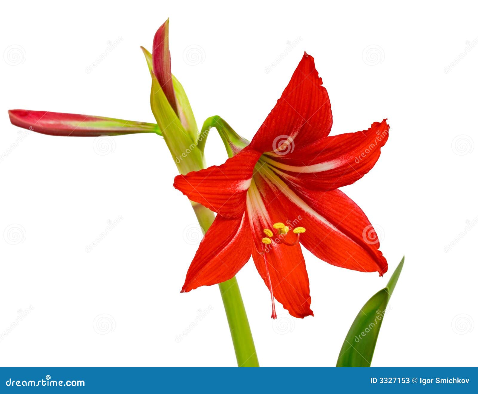 Lírio Vermelho, Isolado No Branco Imagem de Stock - Imagem de plantas,  bonito: 3327153