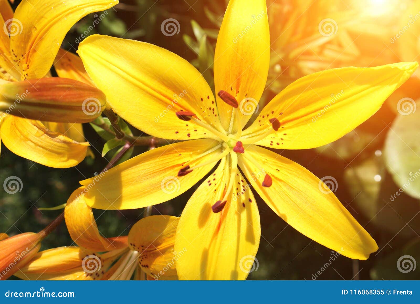 Lírios Amarelos Bonitos No Canteiro De Flores Imagem de Stock - Imagem de  amarelo, sunlight: 116068355