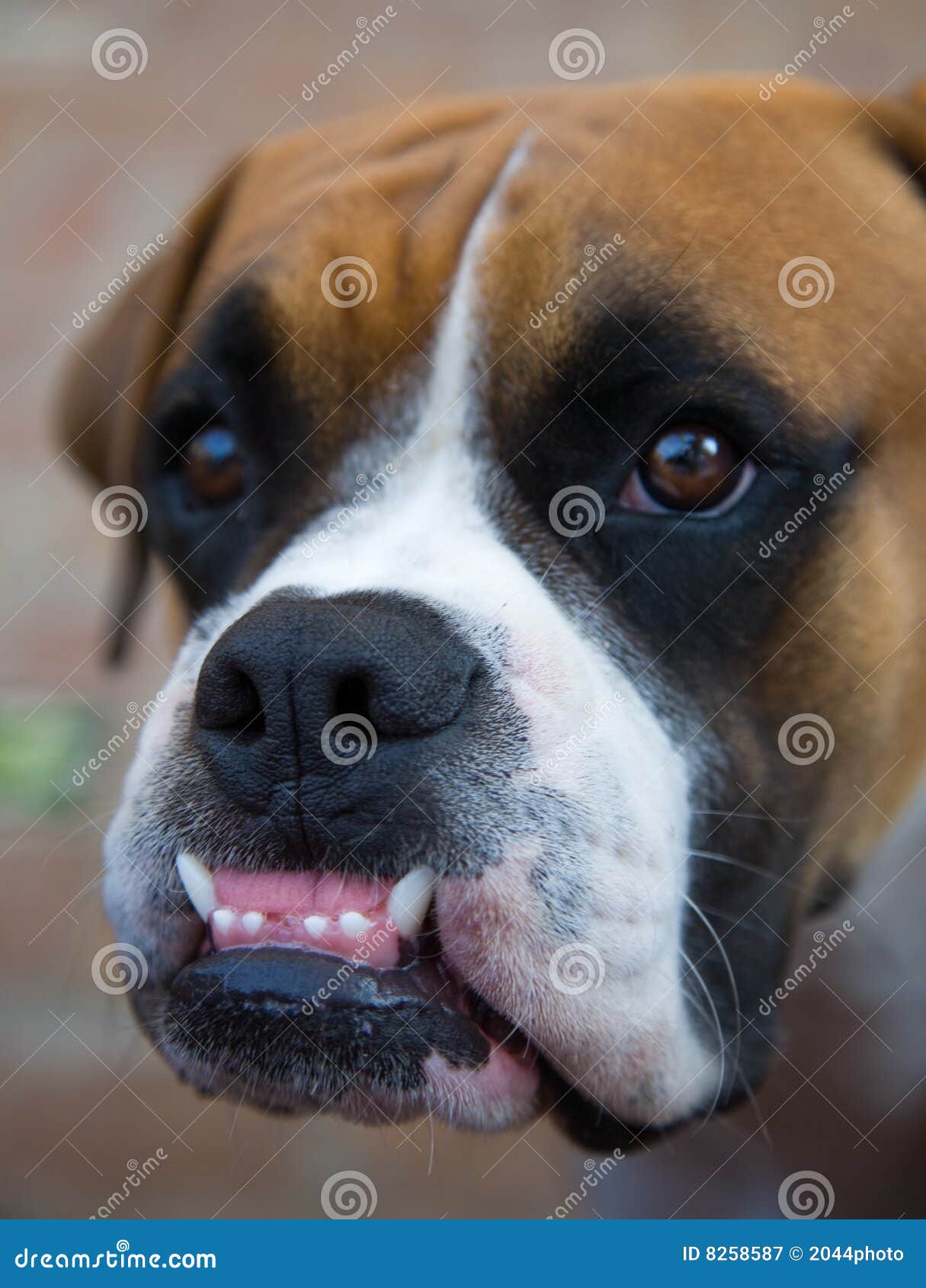 Lächelnder BoxerHund stockbild. Bild von boxer, tier 8258587