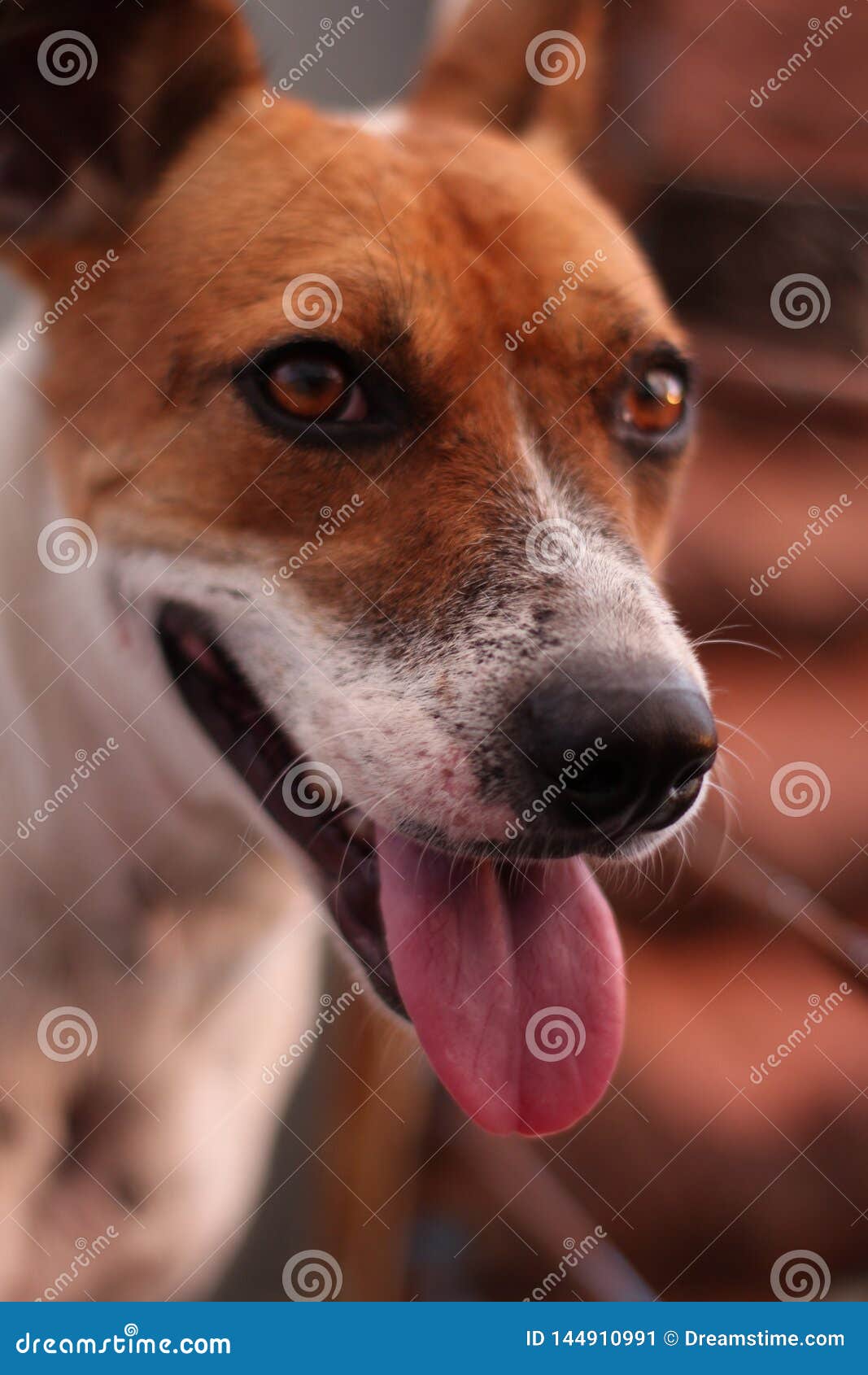 Lächelnder Hund, Während Den Sonnenuntergang Sieht Stockbild Bild von