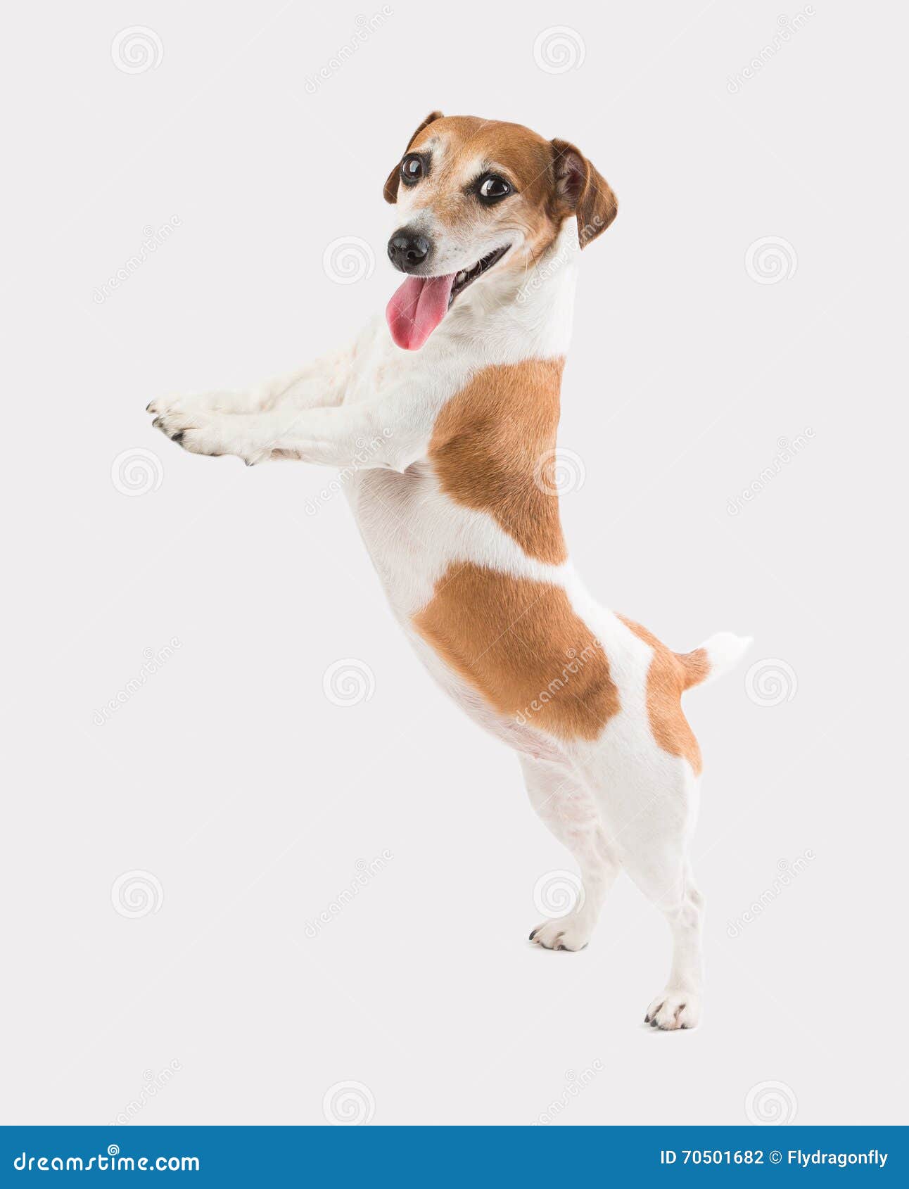 Lächelnder Stehender Netter Hund Stockfoto Bild von haustier