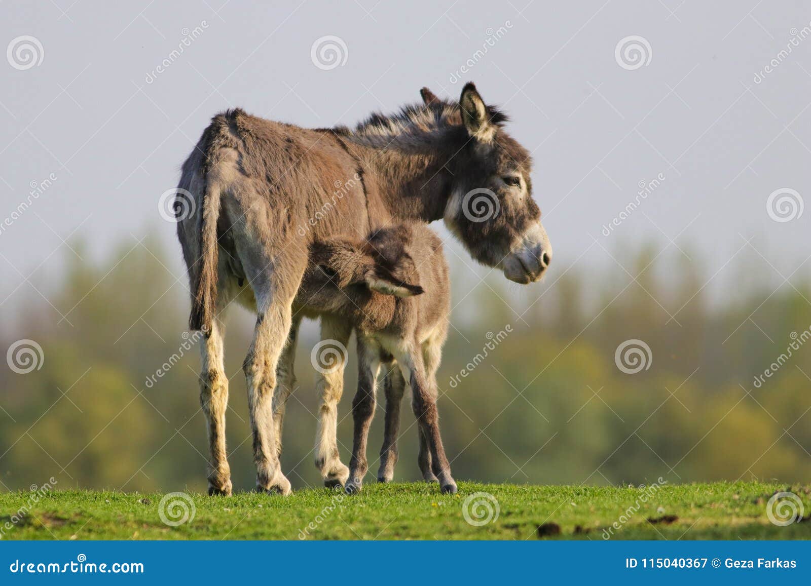 L Ane De Bebe Suce La Mere Image Stock Image Du Troupeau L Ane De Bebe Suce La Mere Image Stock Image Du Troupeau