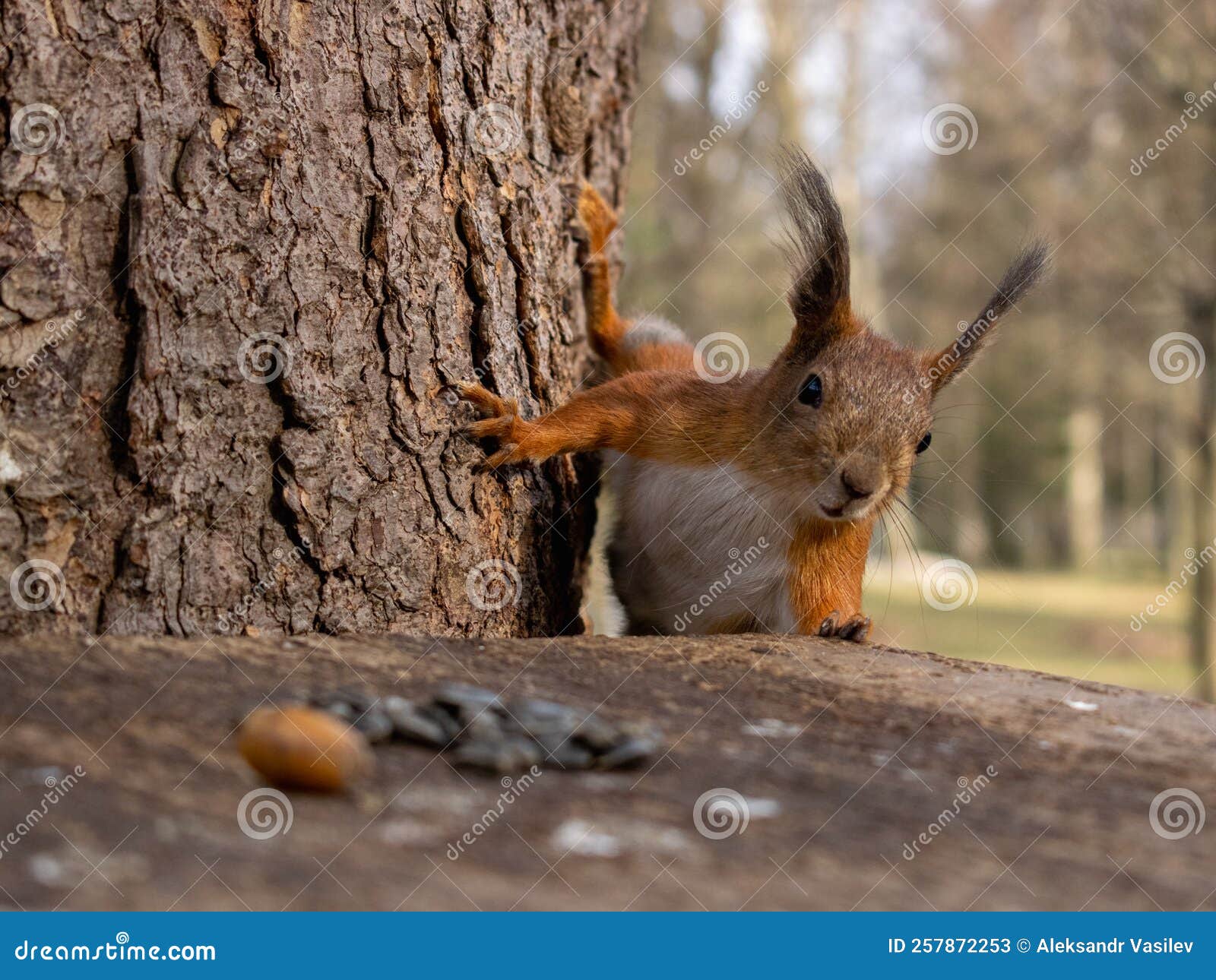 L'écureuil Rouge a Trouvé De La Nourriture. Image stock - Image du