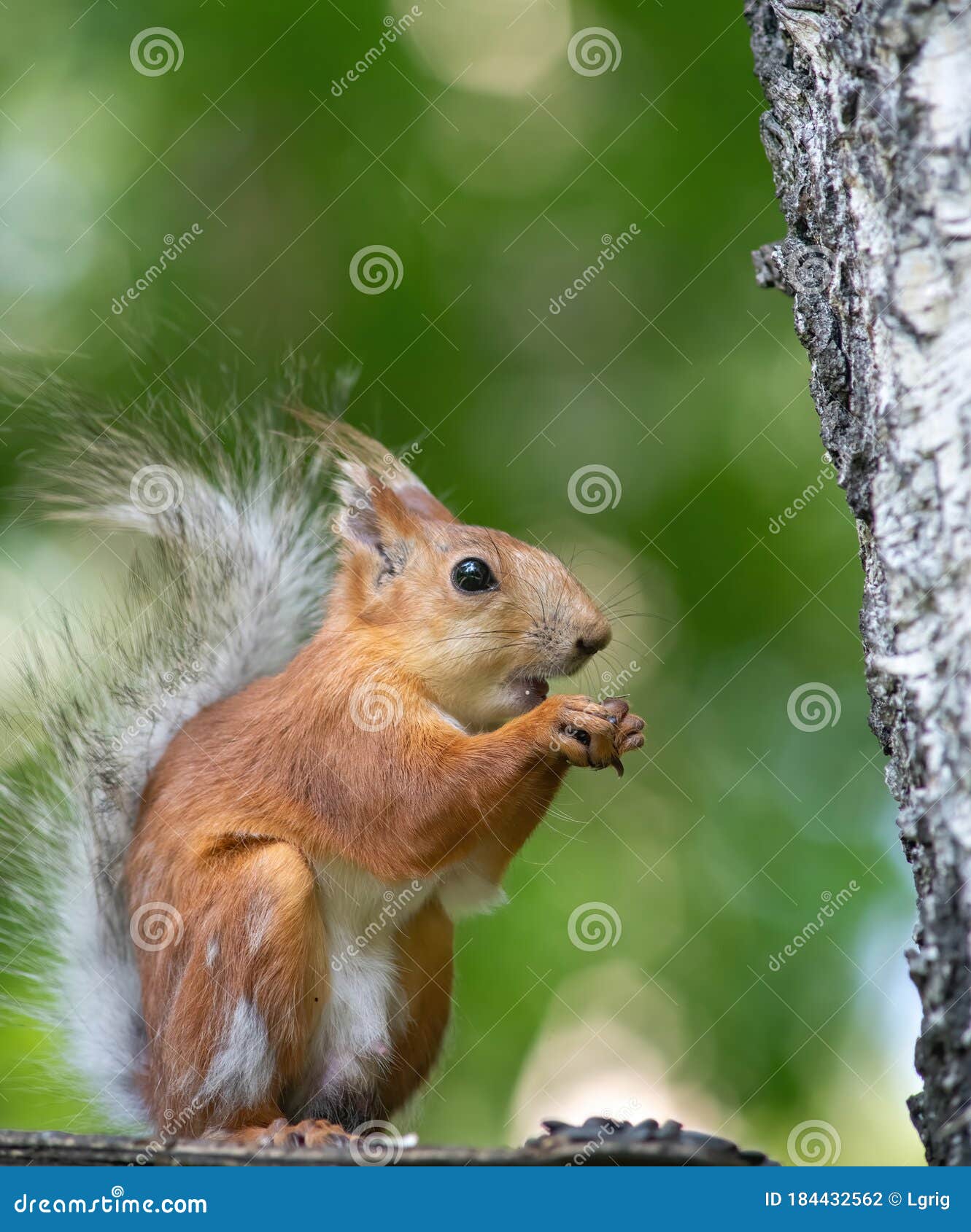 L'écureuil S'élève Pour Compléter Un Arbre Photo stock - Image du forêt,  siège: 184432562