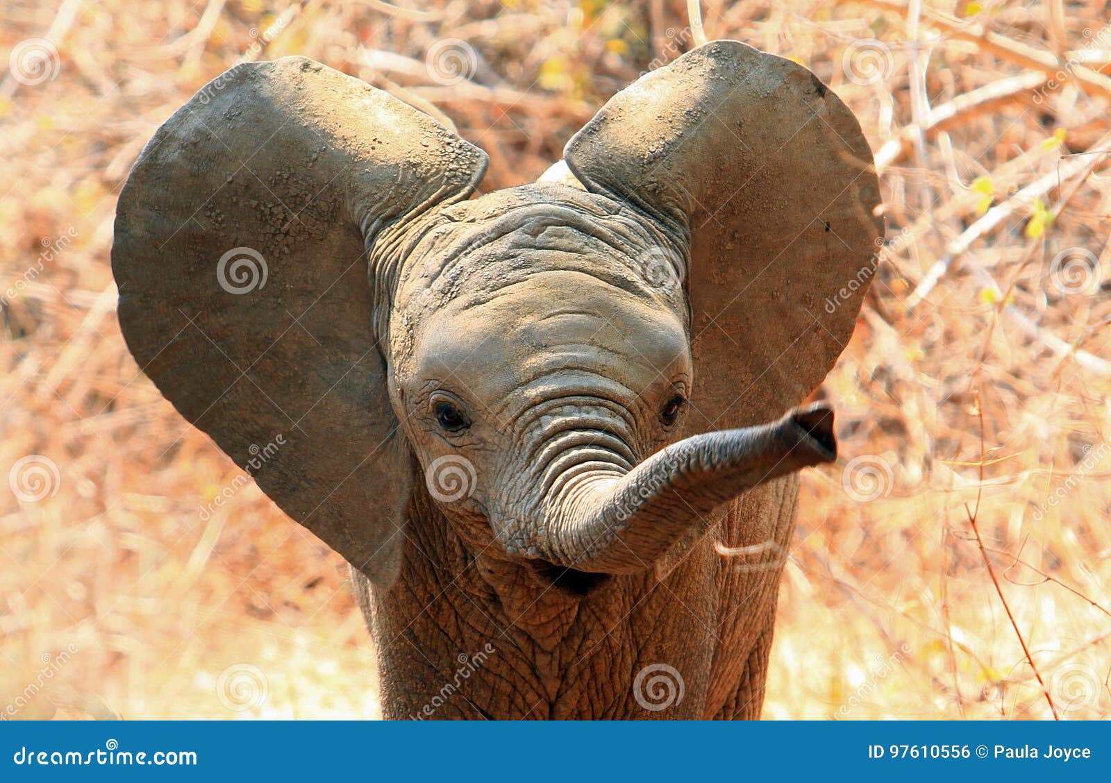 L'éléphant Mignon De Bébé Avec Le Battement Et Le Tronc D'oreilles