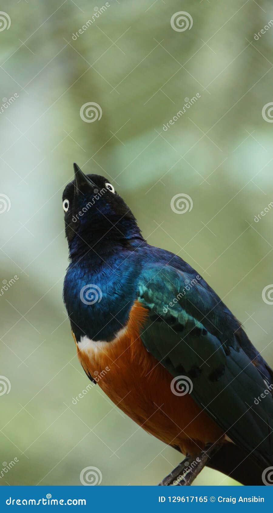 Létourneau Dor Breasted Est Un Petit Oiseau Avec Une Queue