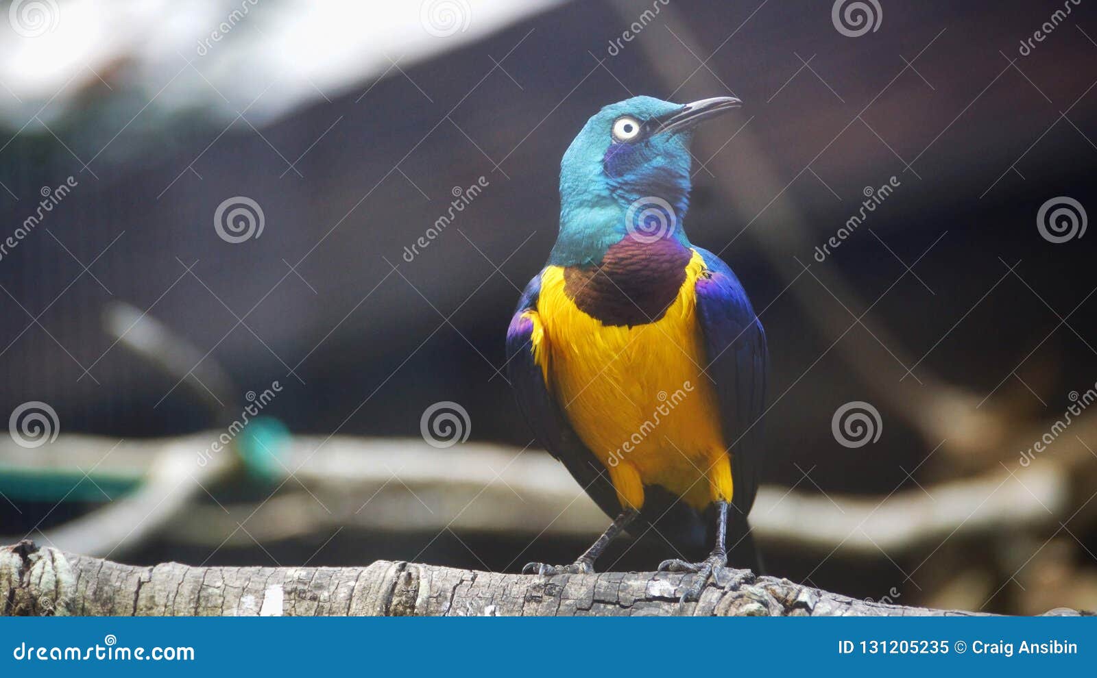 Létourneau Dor Breasted Est Un Petit Oiseau Avec Une Queue