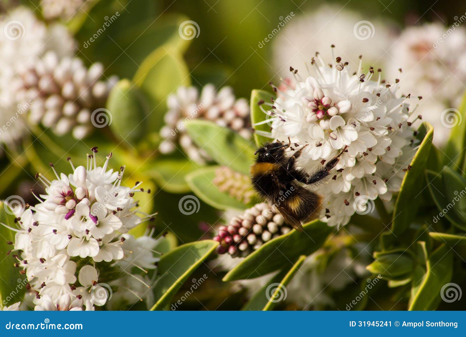 L'abeille pollinisent les fleurs. L'abeille pollinisent les fleurs dans la saison d'été.