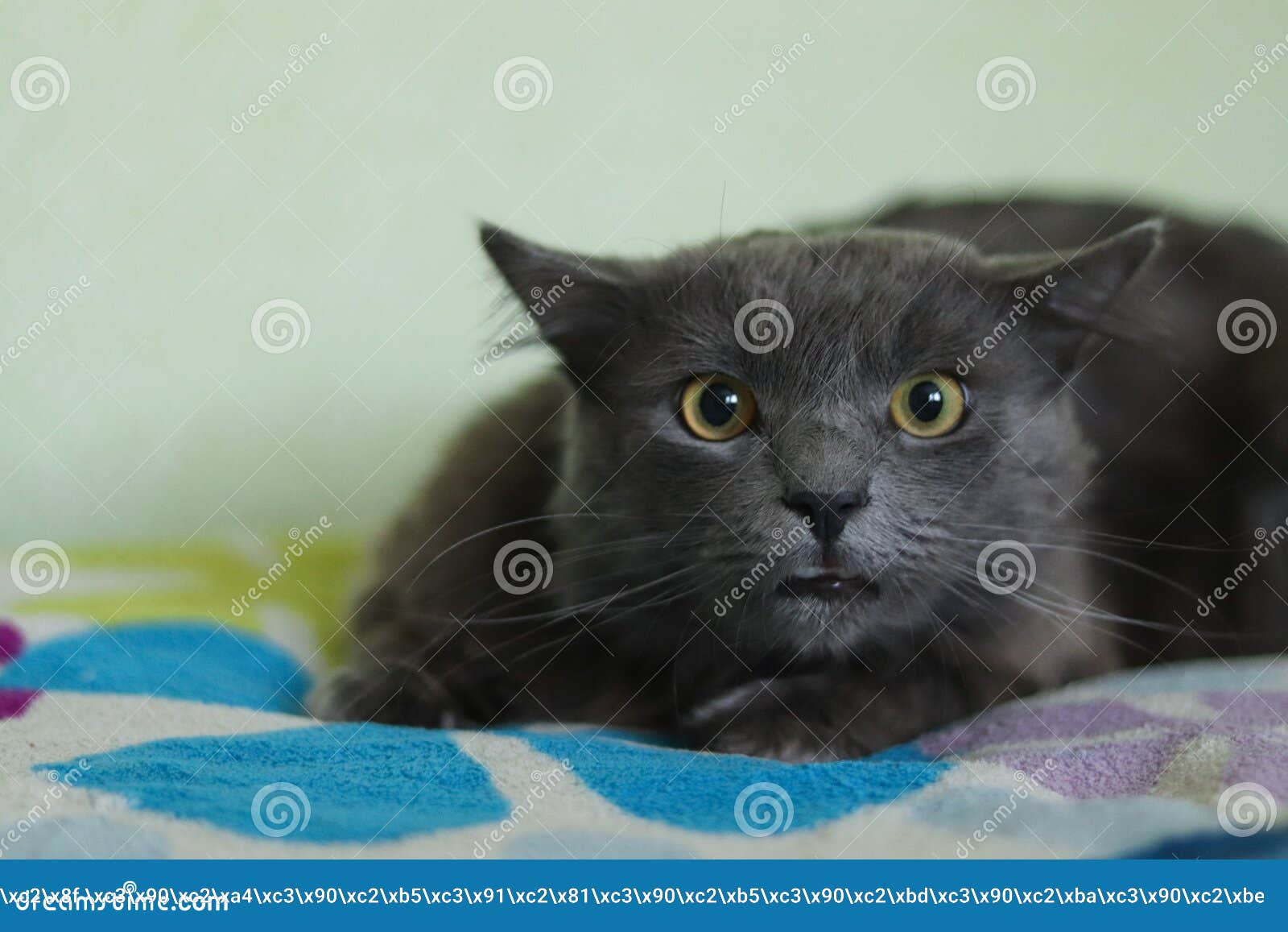 L Air Mechant D Un Chat A Air Long Gris Nebelung Le Chat A De Grands Yeux Ambres Chat Predateur Image Stock Image Du Verticale Race